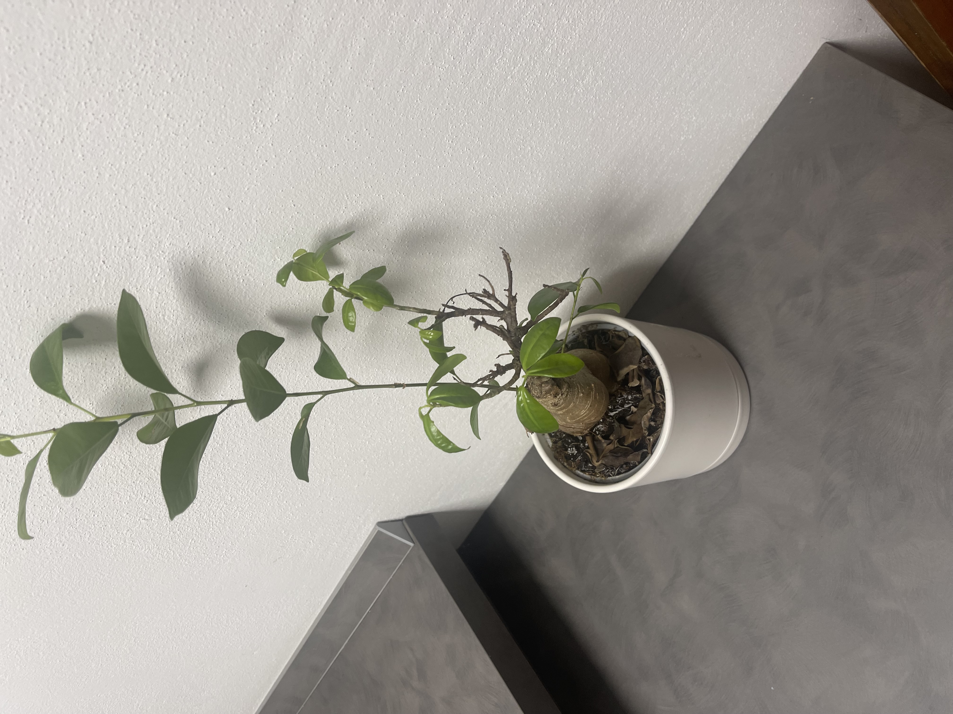 image-8