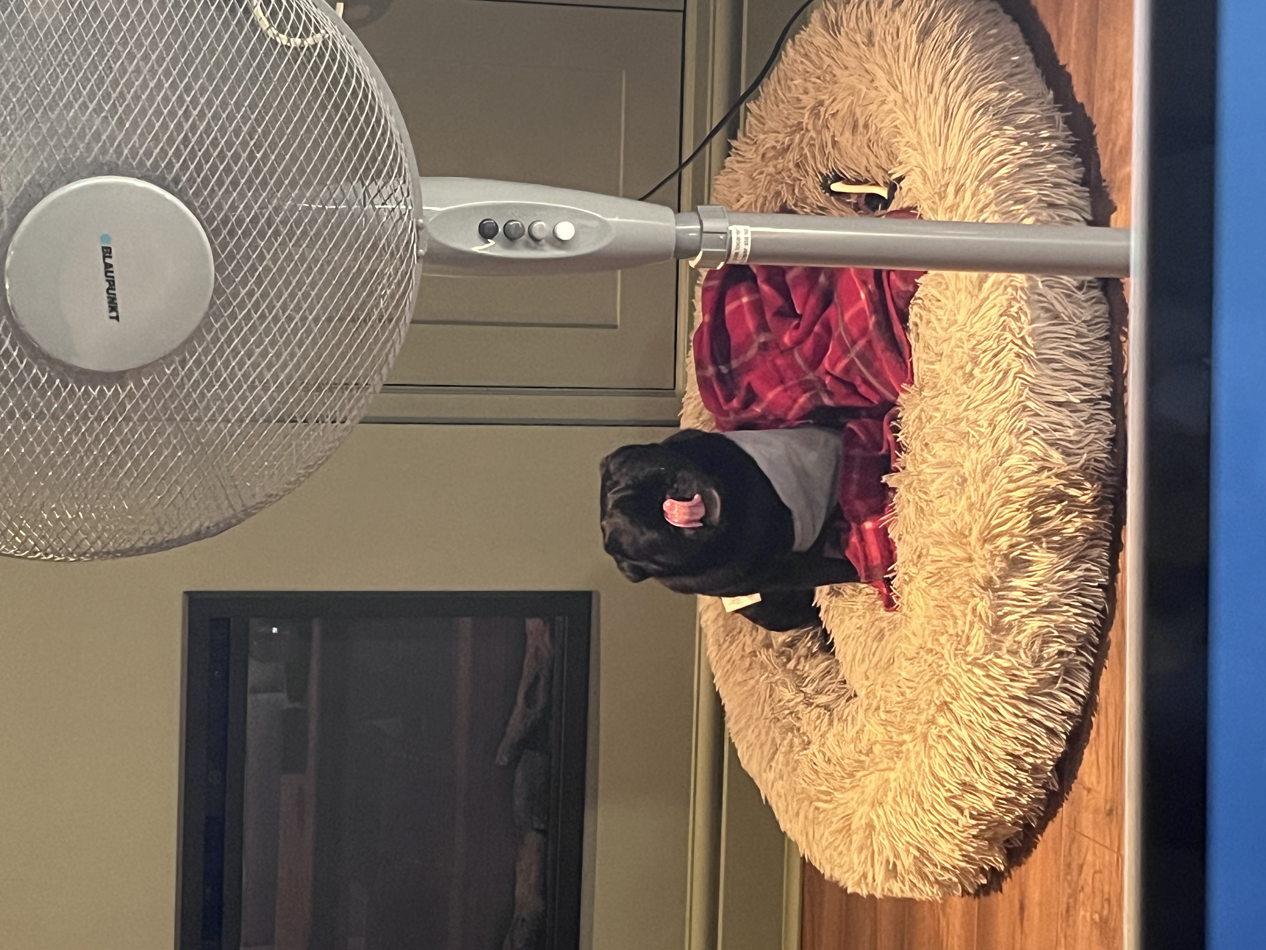 image-7