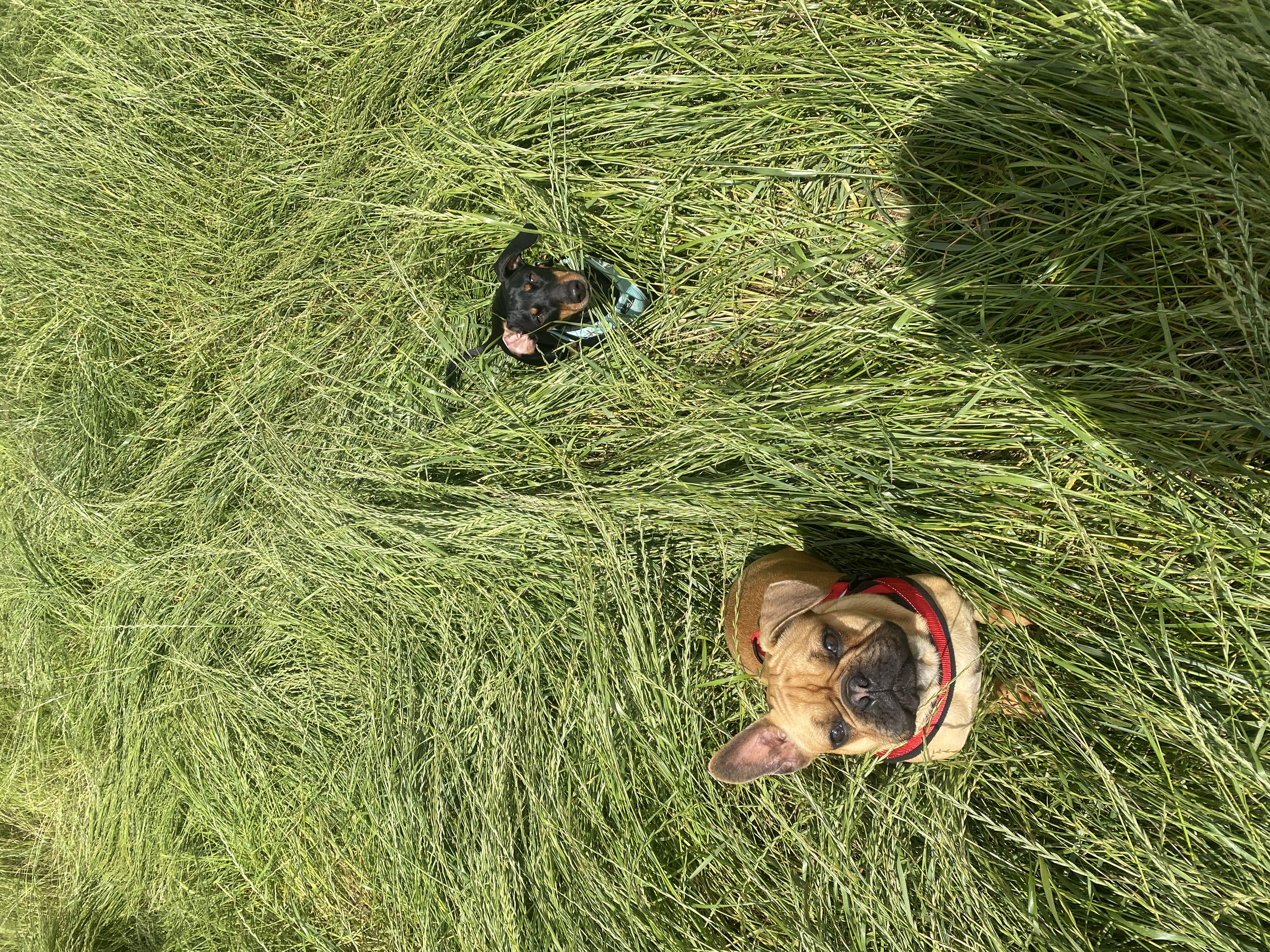image-2