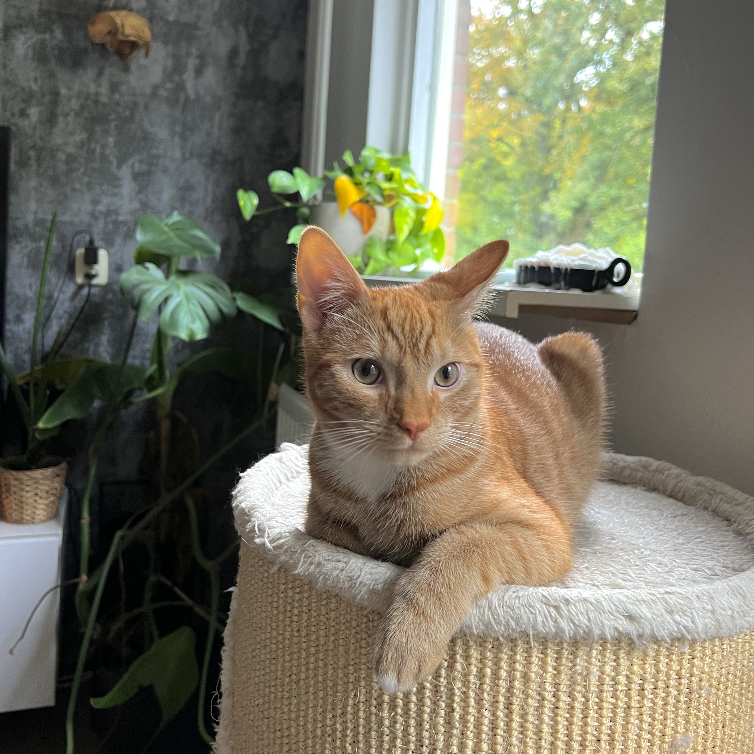 Simba 