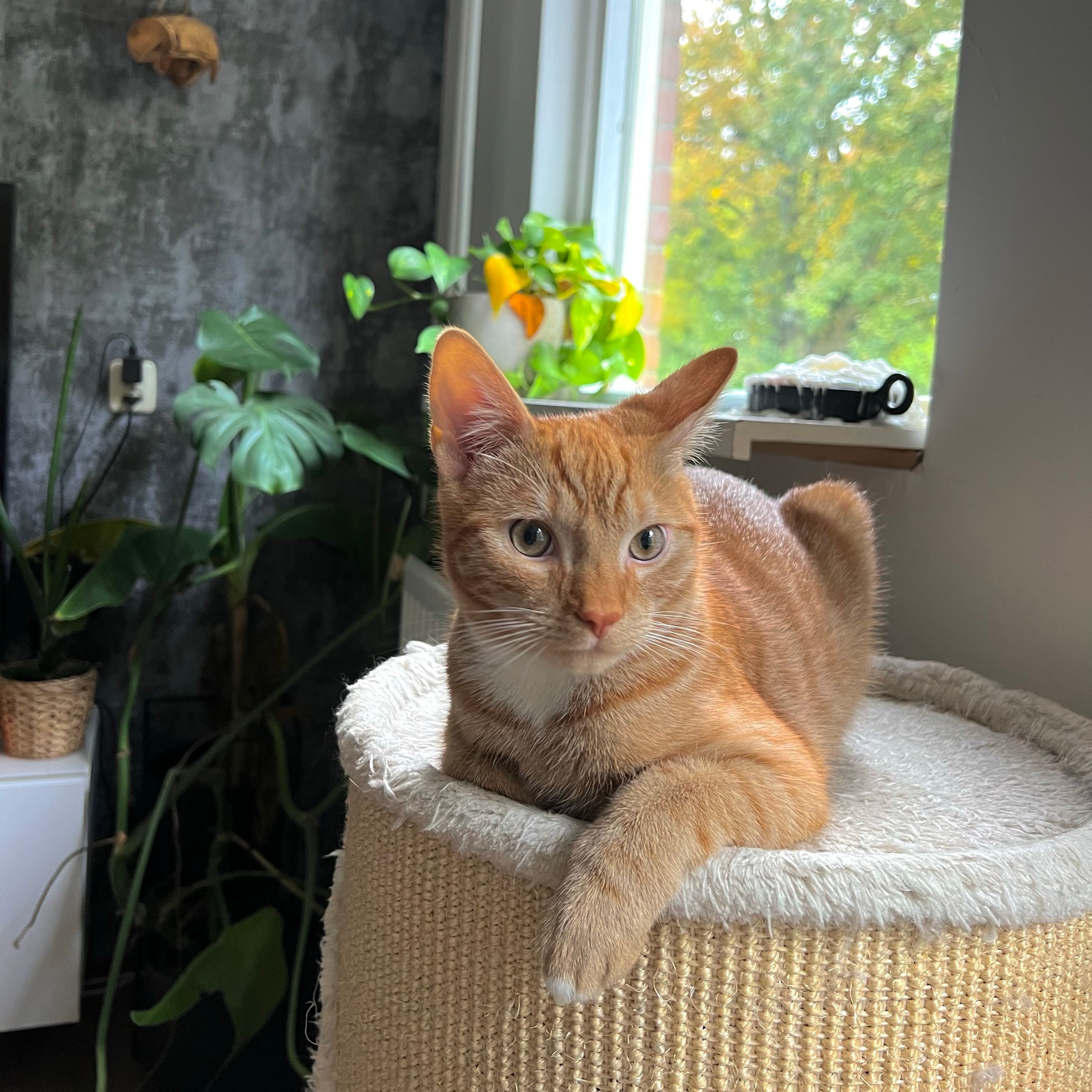 Simba