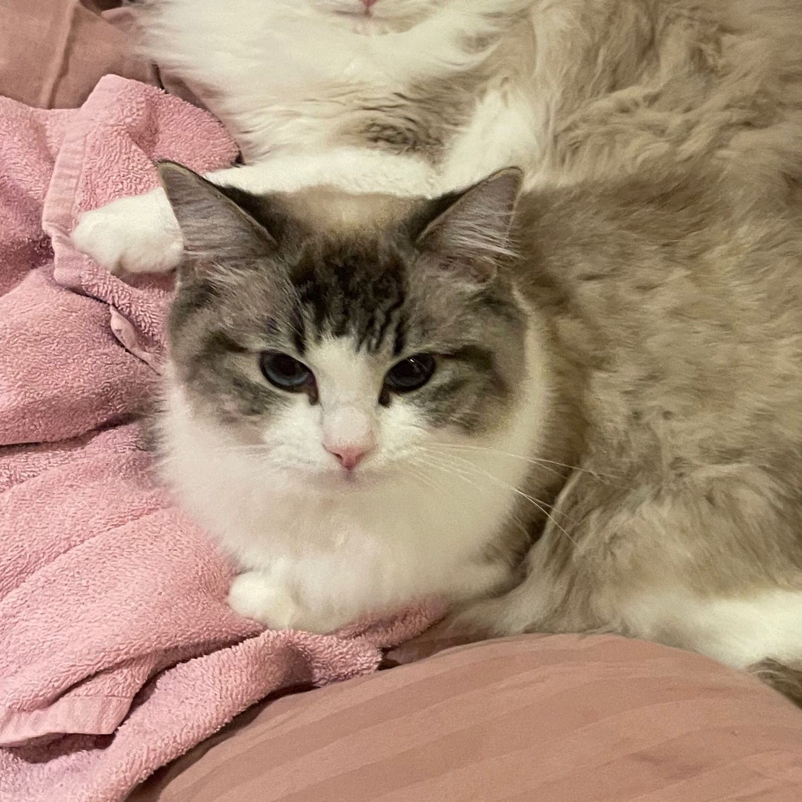 Lissie