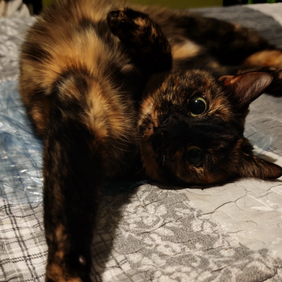 Myrtille 
