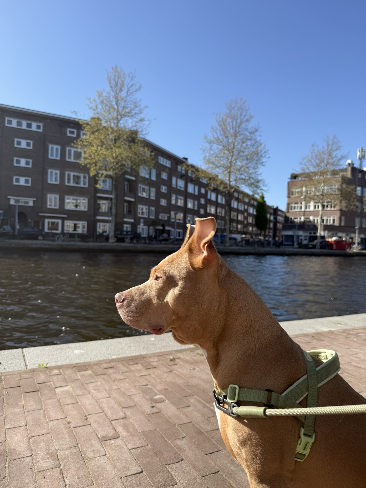 image-19