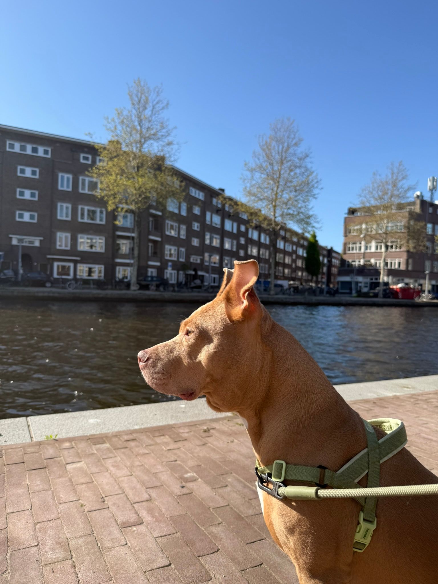 image-19