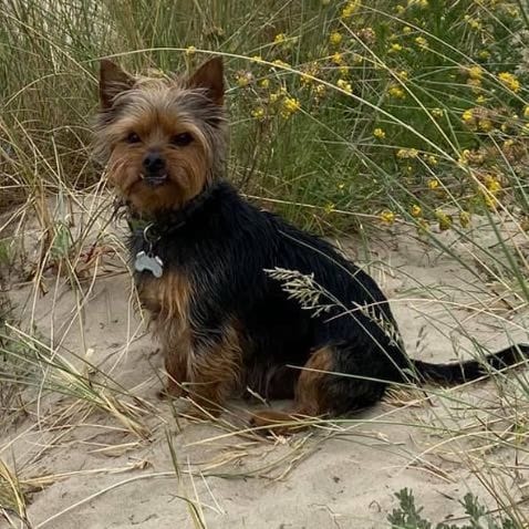 Oscar