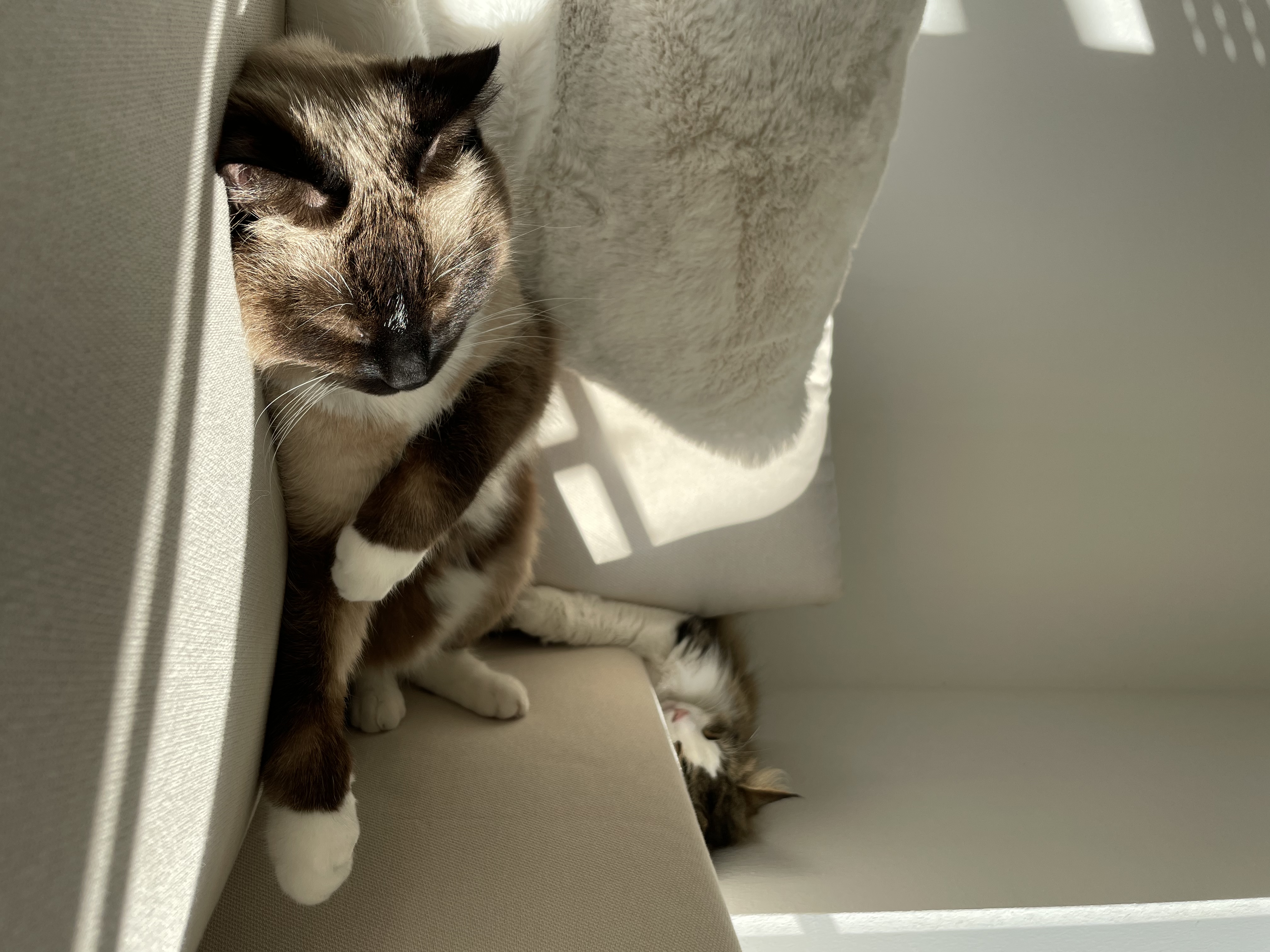 image-7