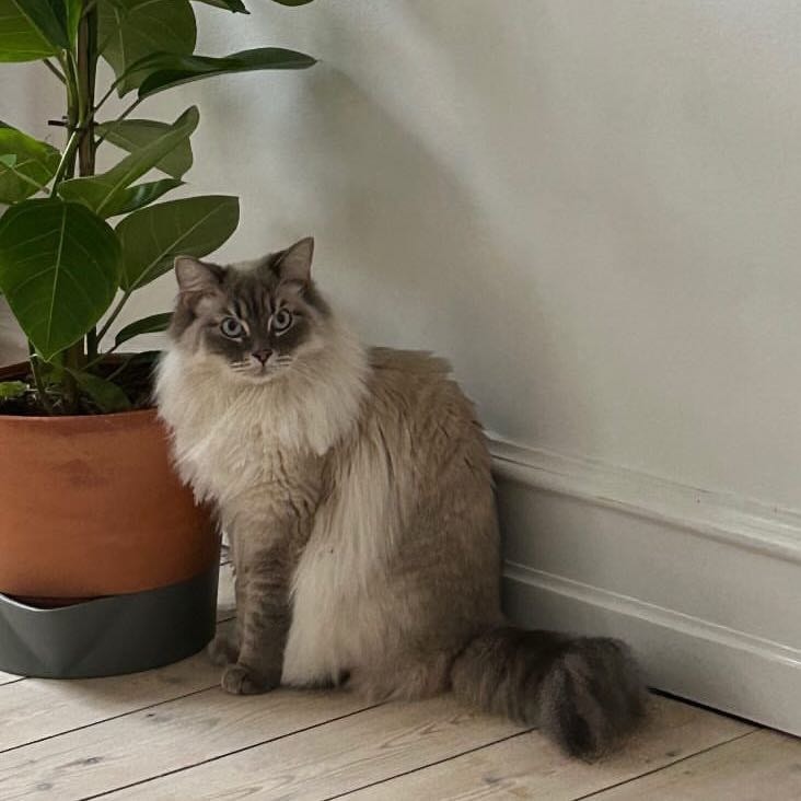 Kaia