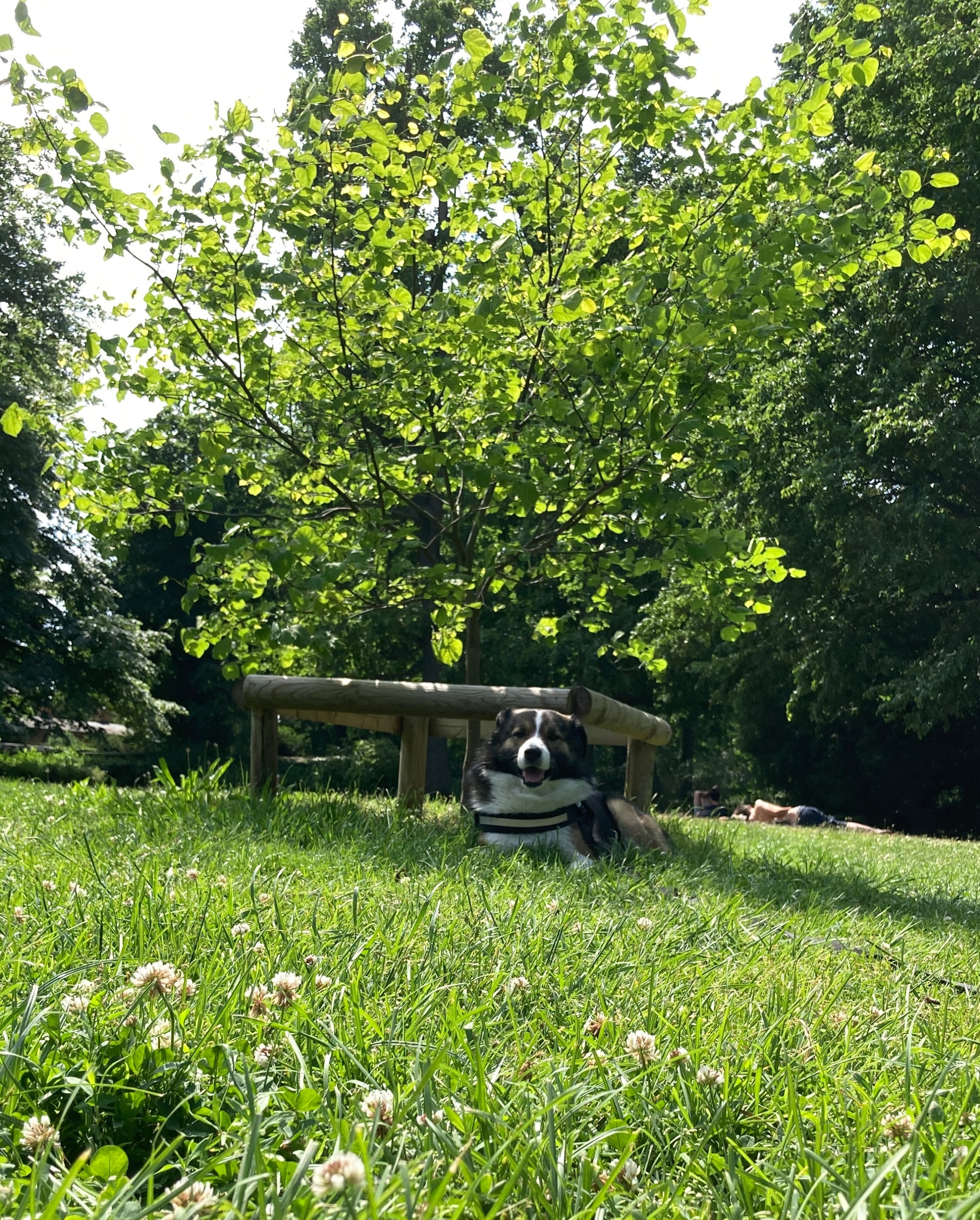 image-4