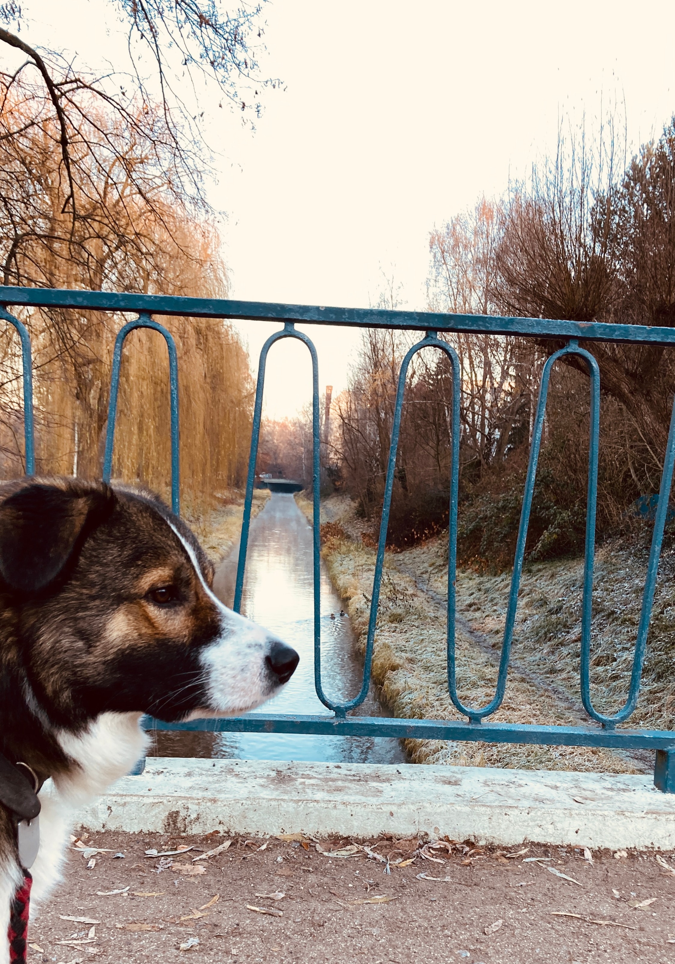 image-7