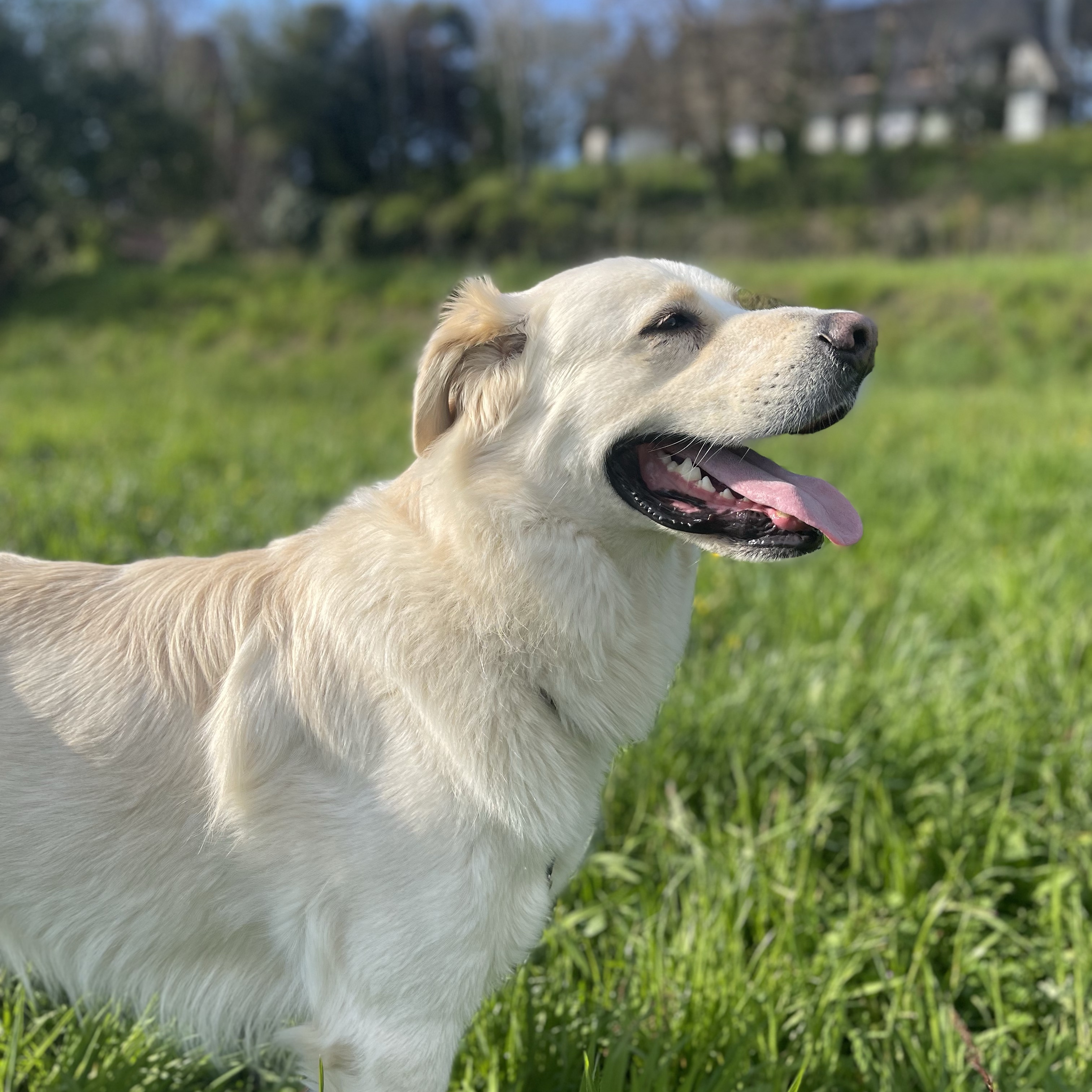 Ettore