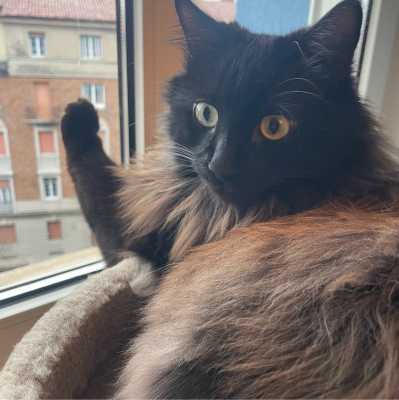 gilda