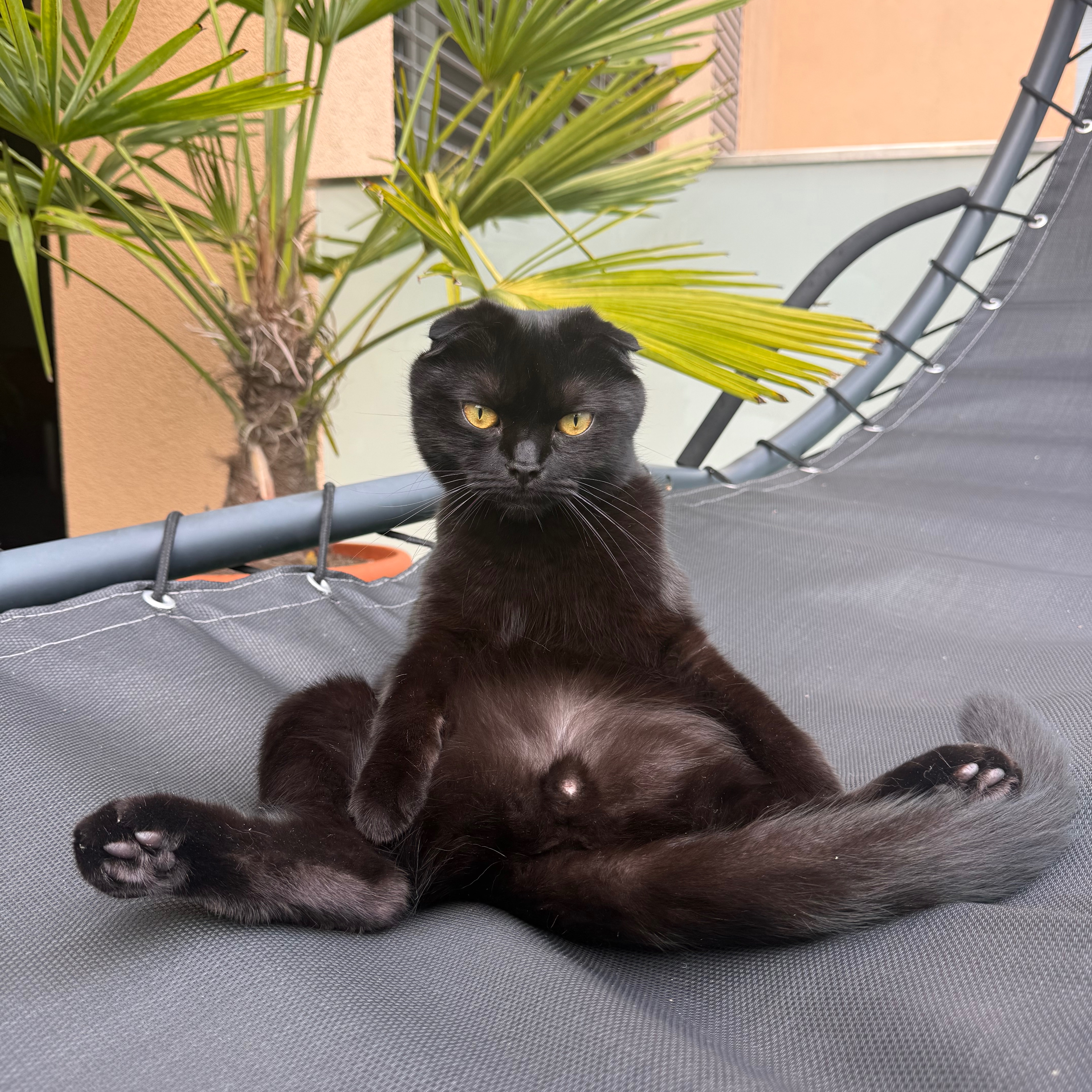 Zorro