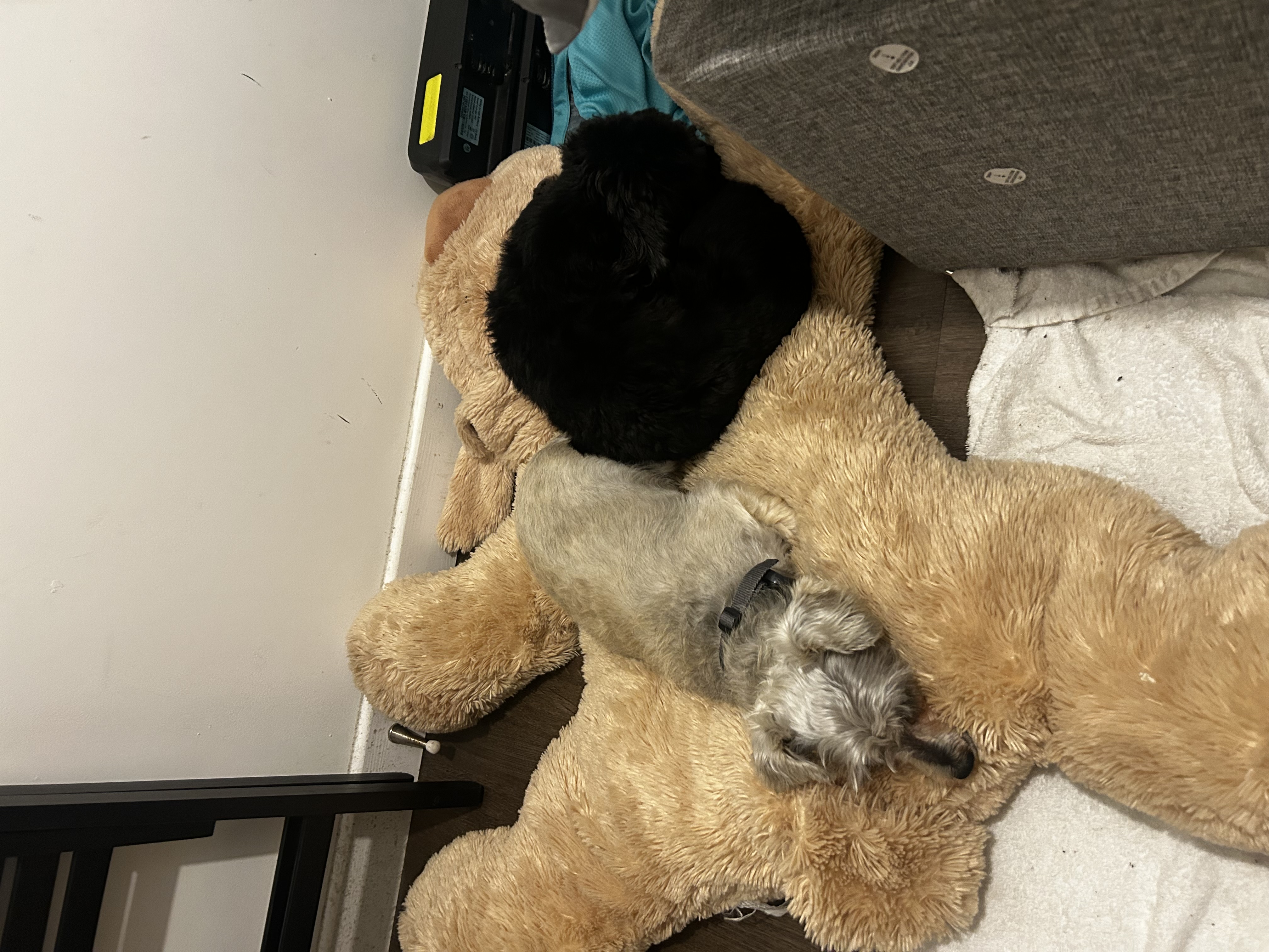 image-15