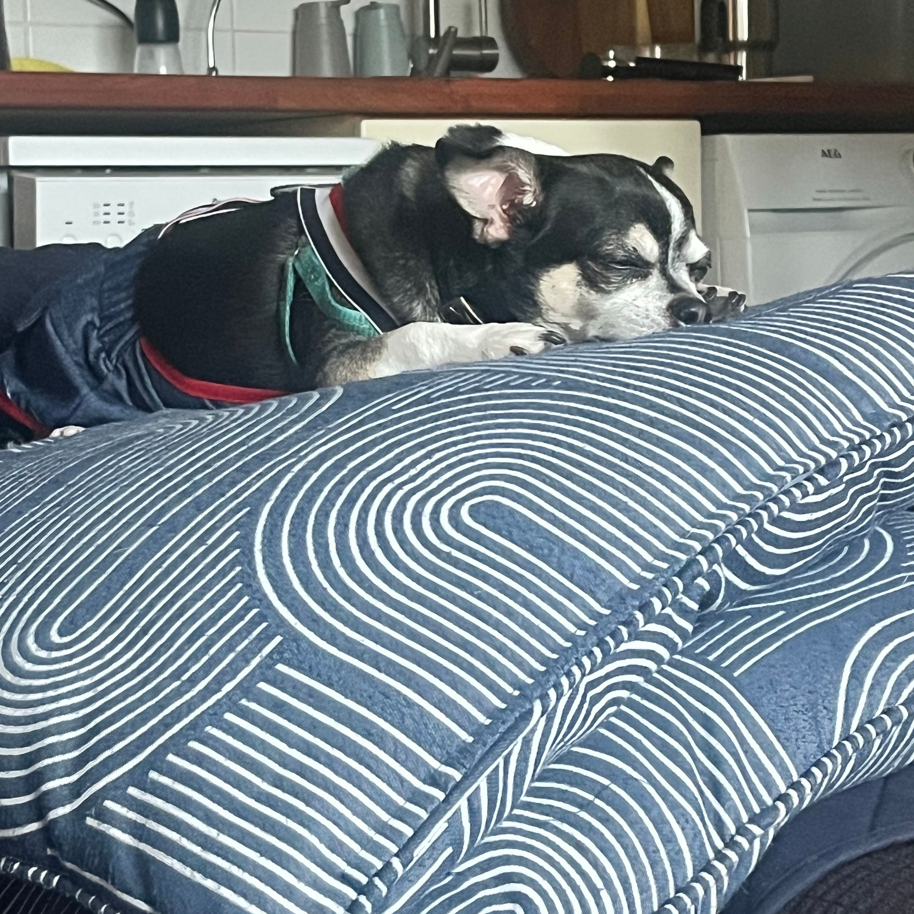 Cooper
