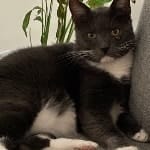 Poes