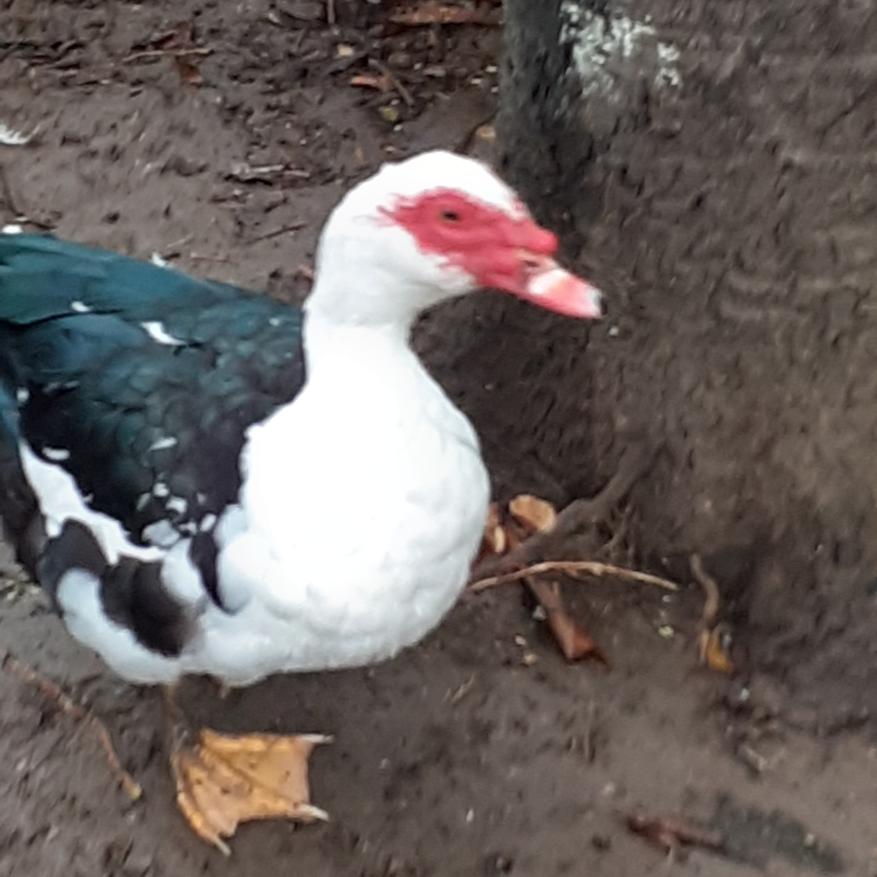 Canard de Barbarie 
