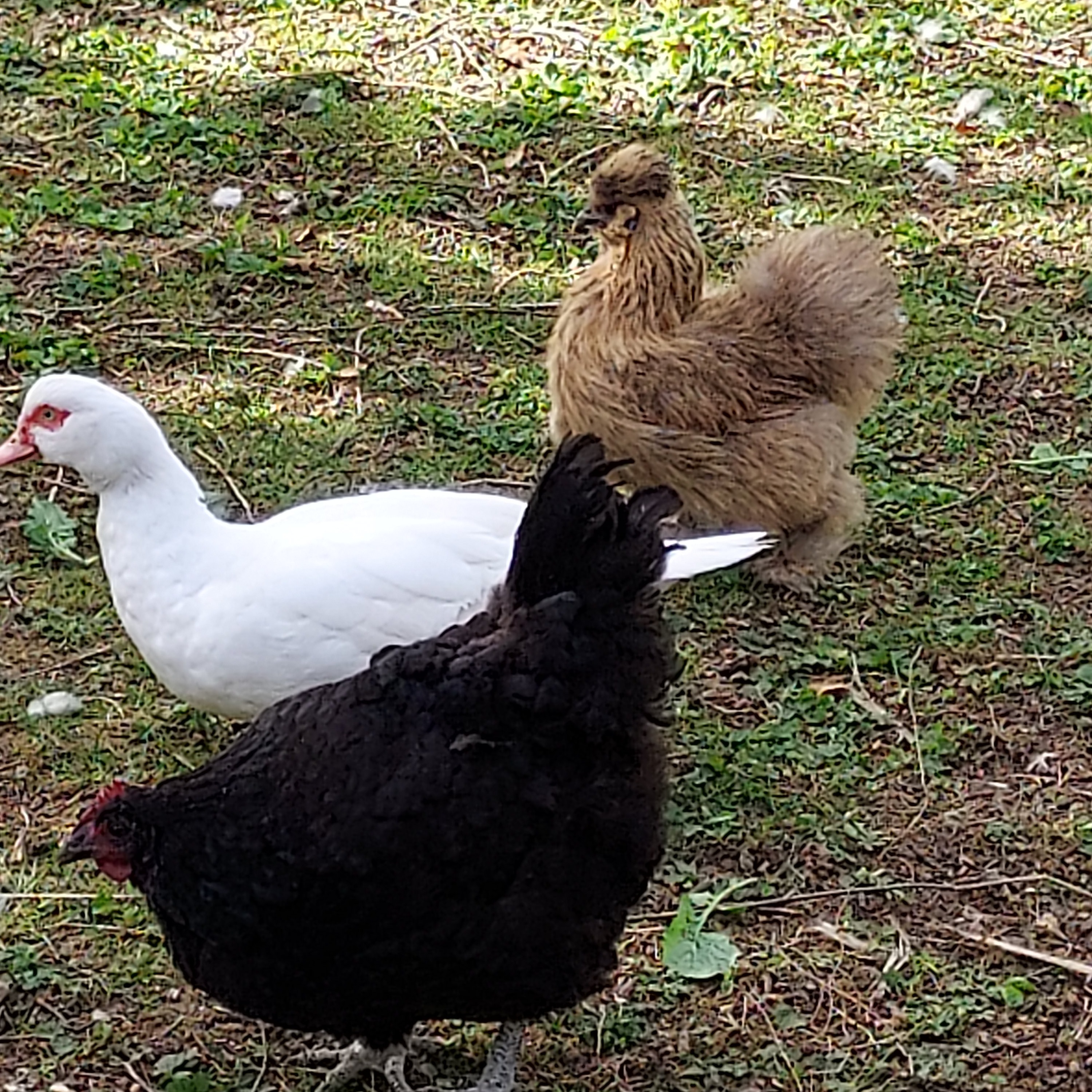 Poules 
