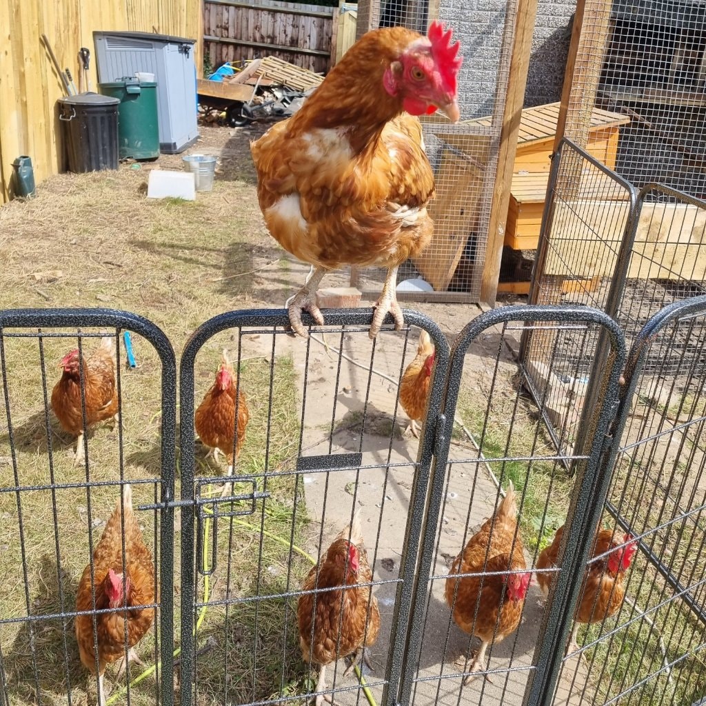 Rioja, Merlot, Pinot, Malbec, Shiraz, Scraggles, Tatty and Bolly