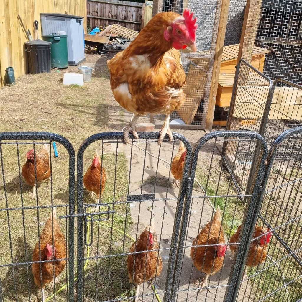 Rioja, Merlot, Pinot, Malbec, Shiraz, Scraggles, Tatty and Bolly