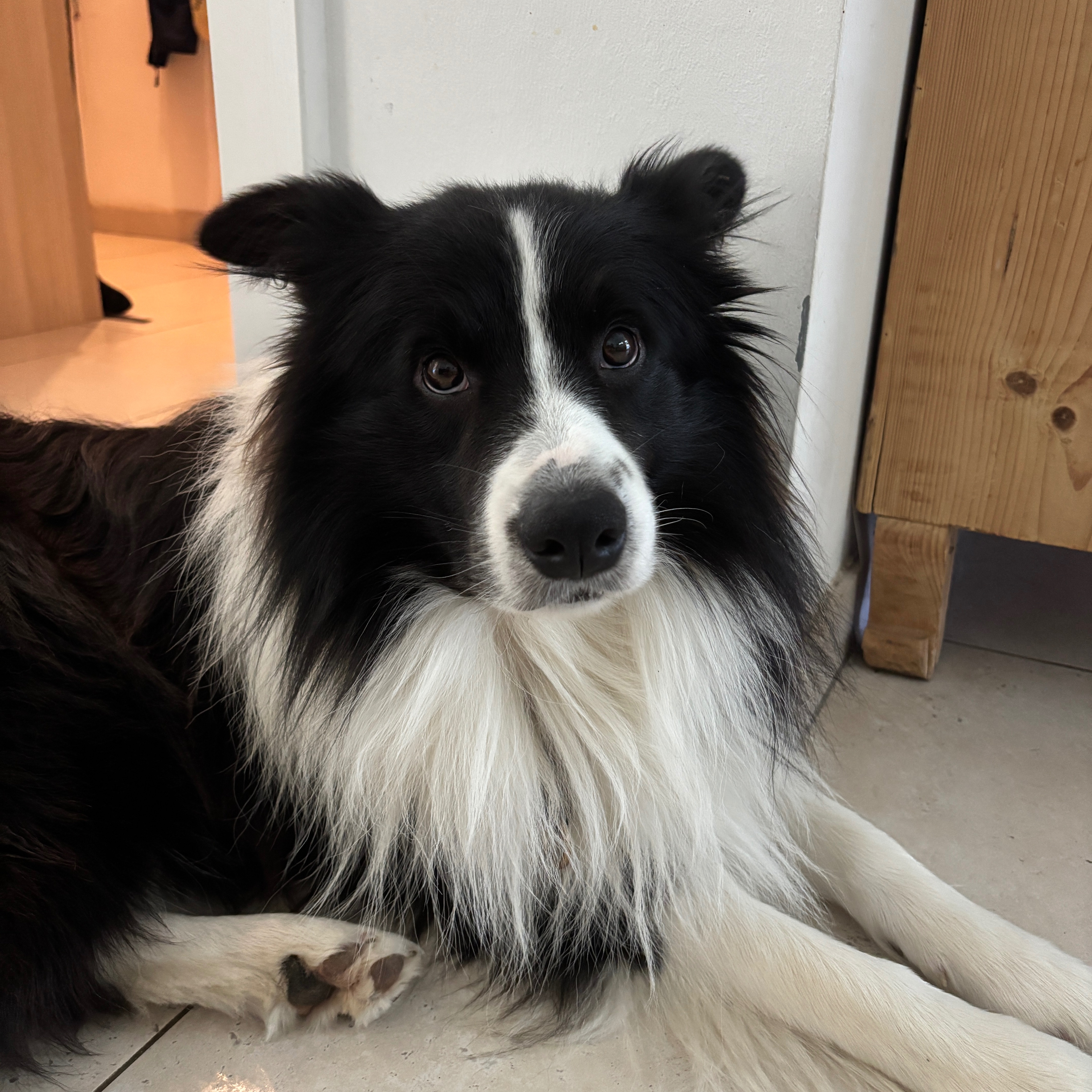 Gustav