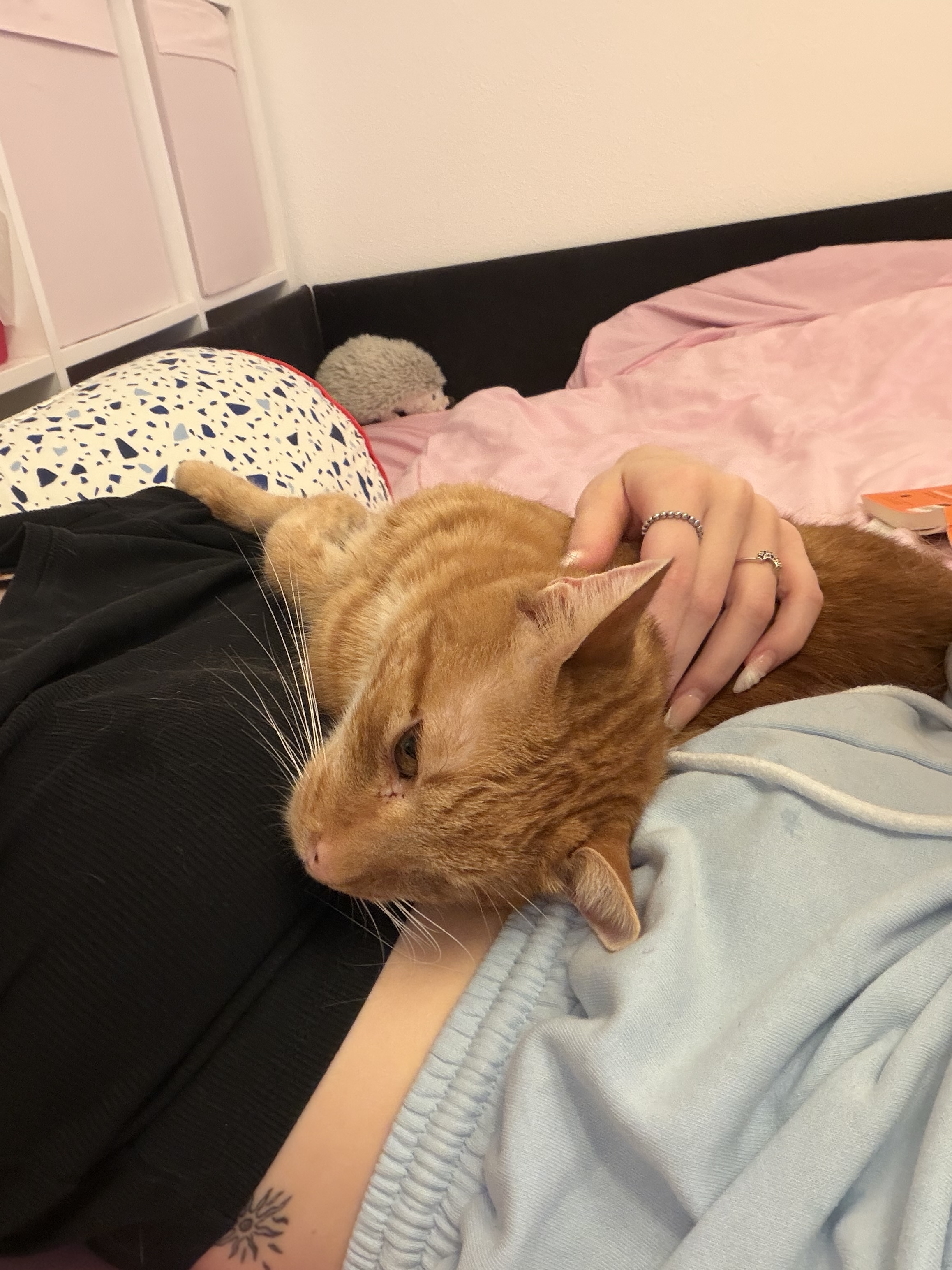 image-8