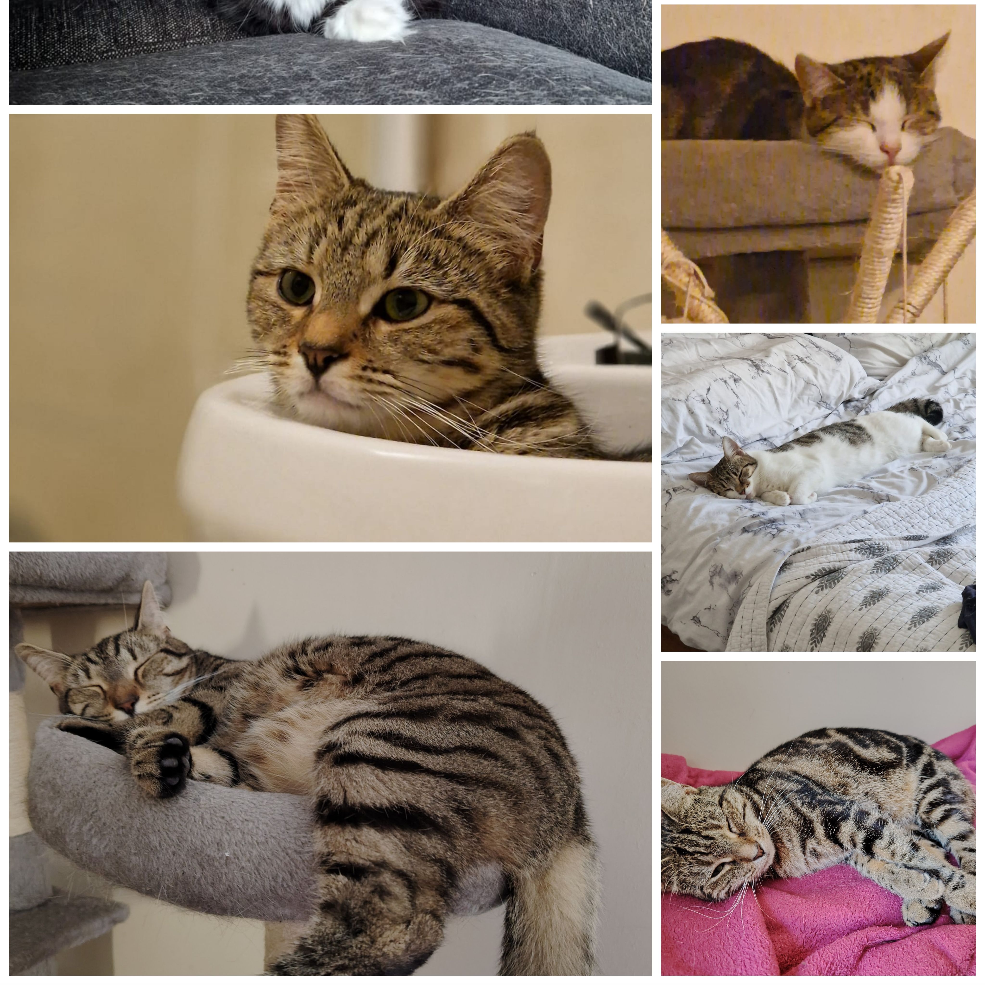 Pepper, Ginger, Mimi, Bonnie, Bandit, Smokey, Monty, Stefan, 