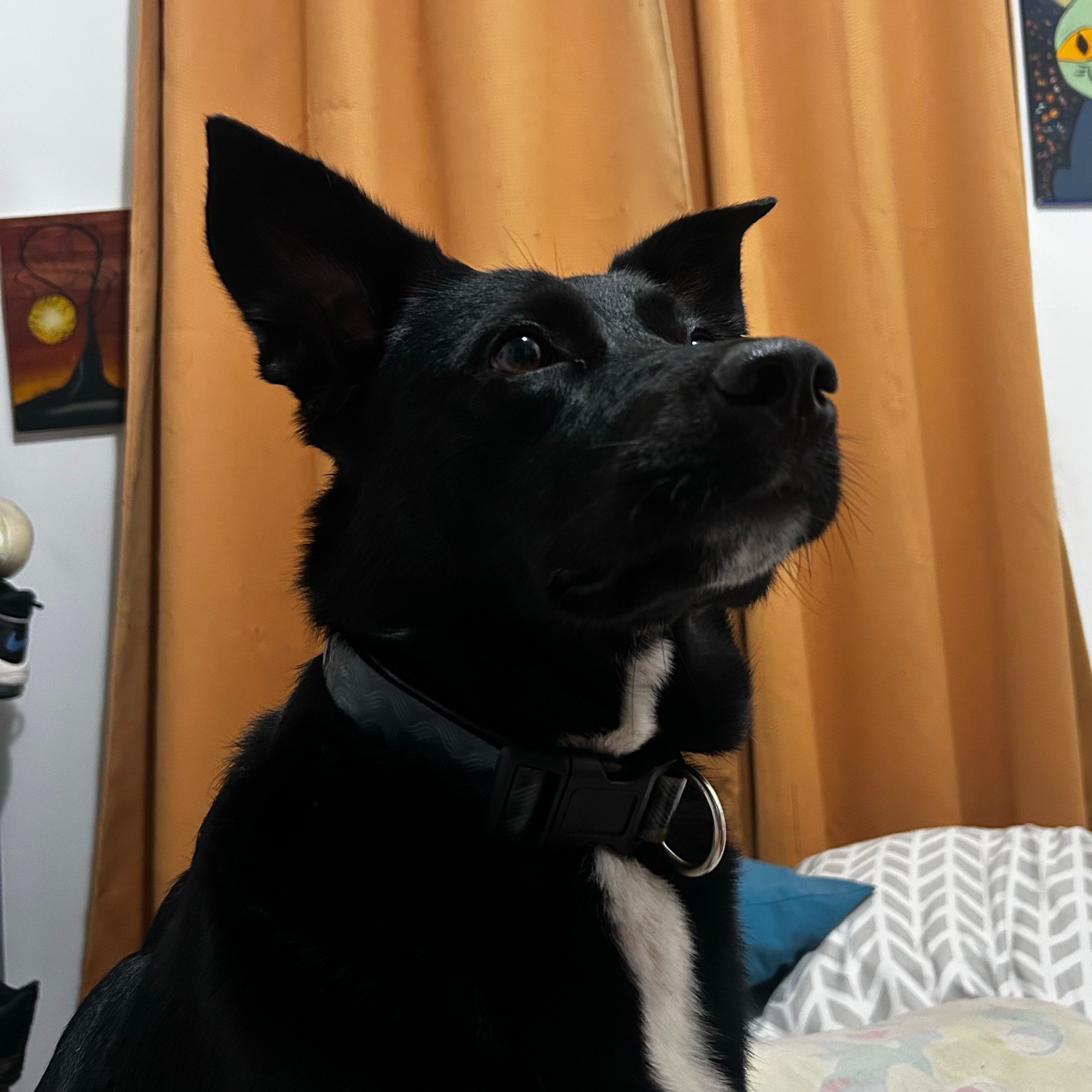 Blaki