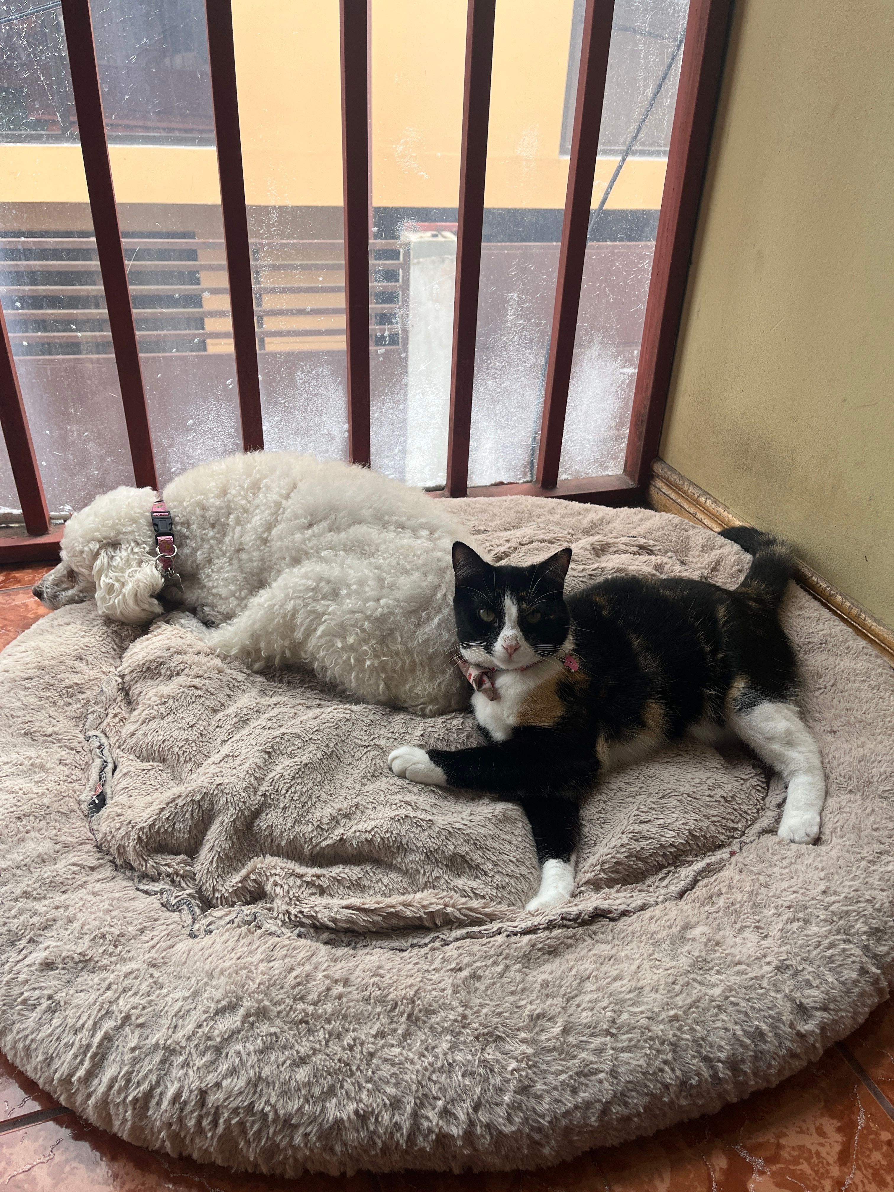 image-12