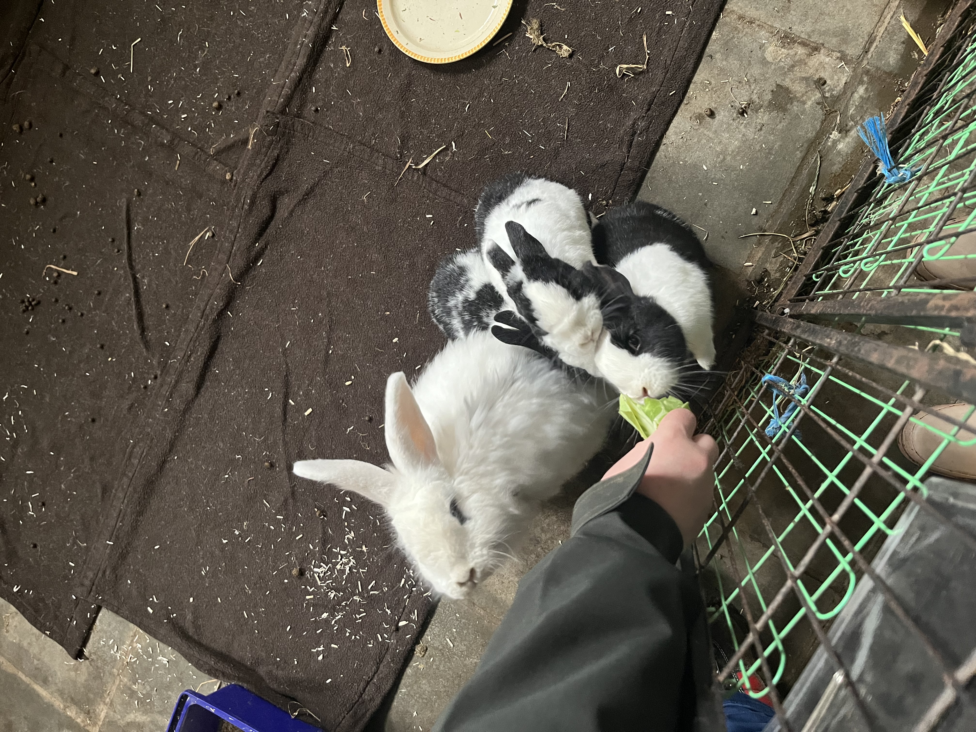 image-10