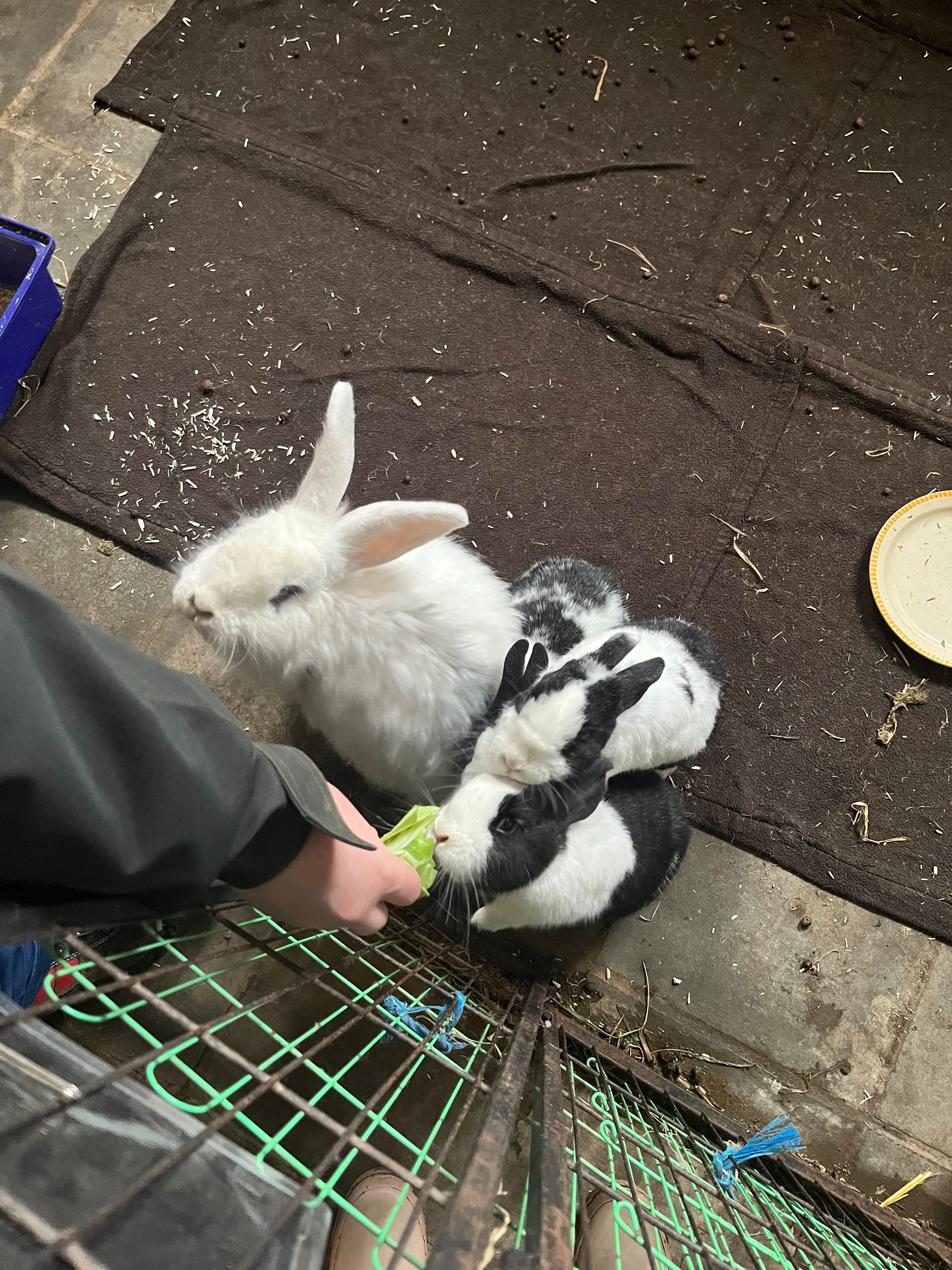image-10