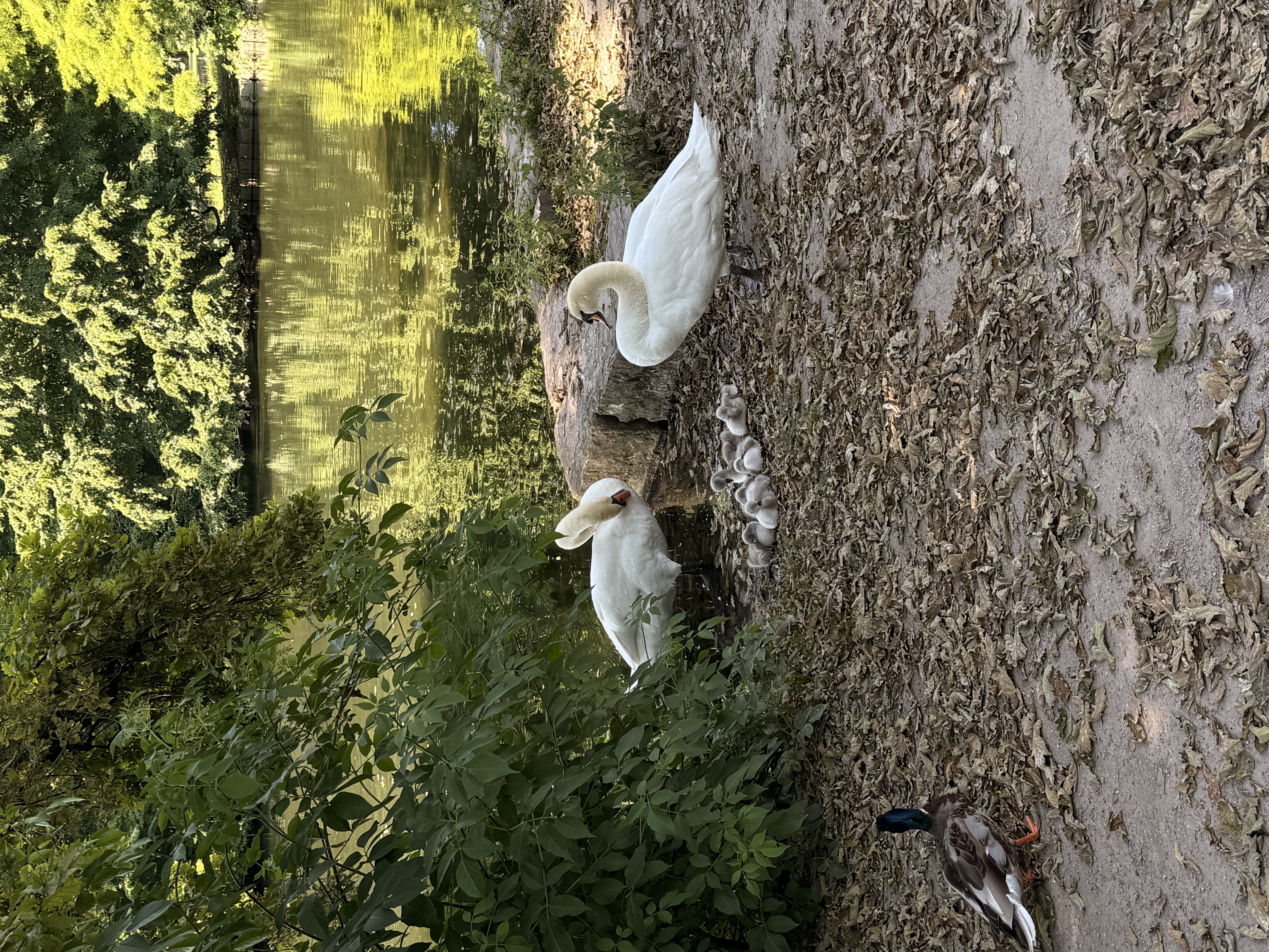 image-15
