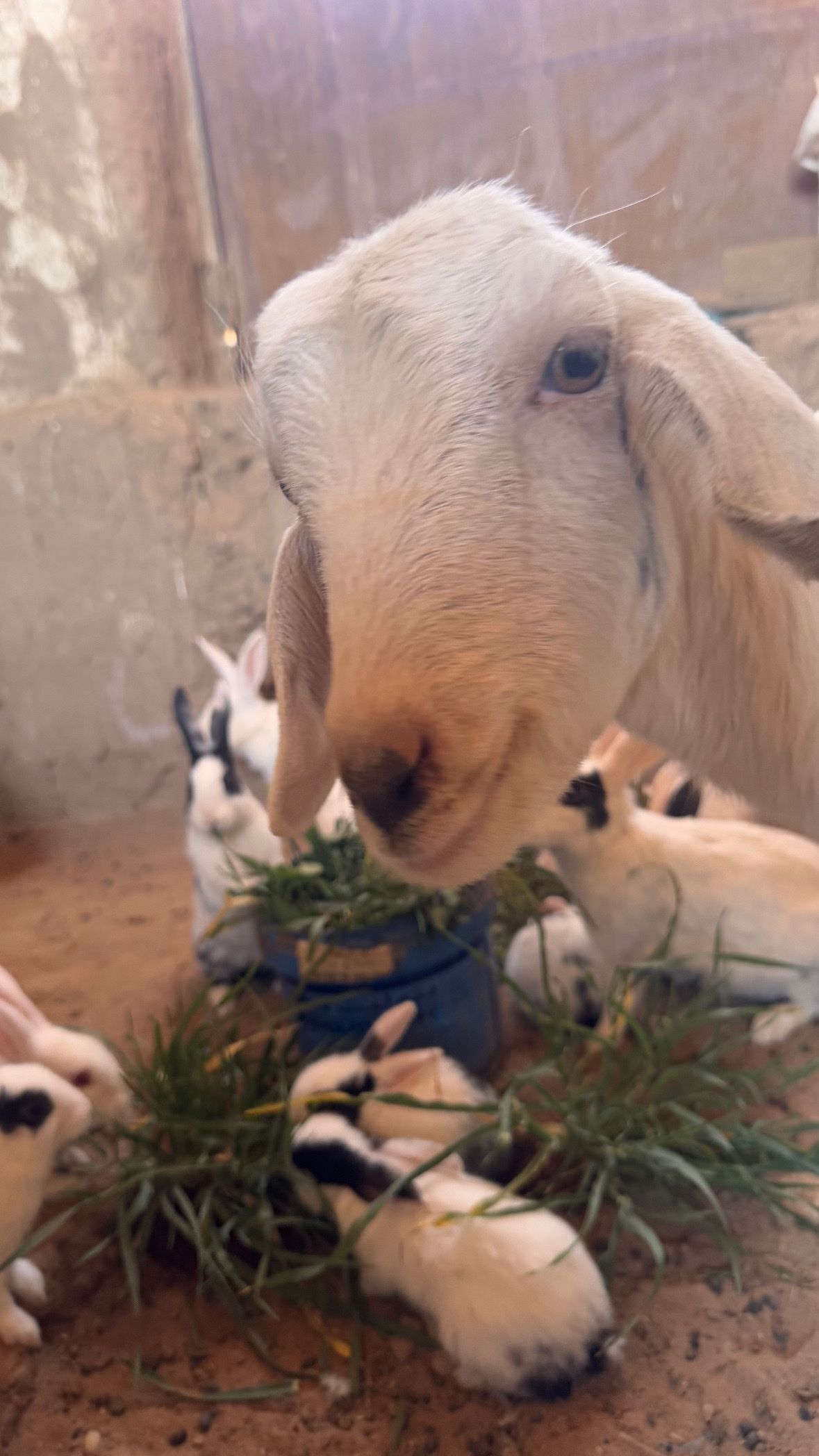 image-24