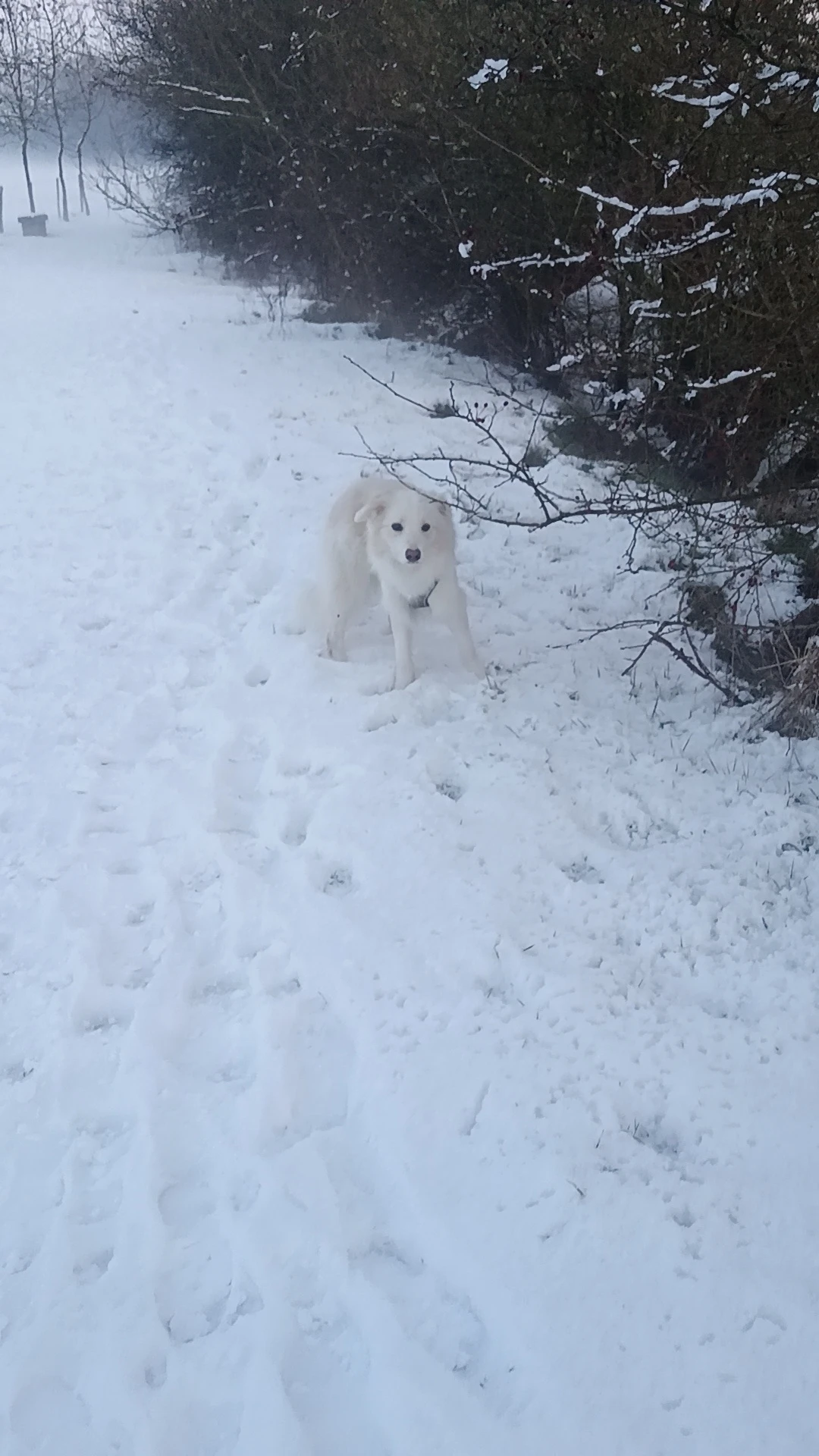 image-8