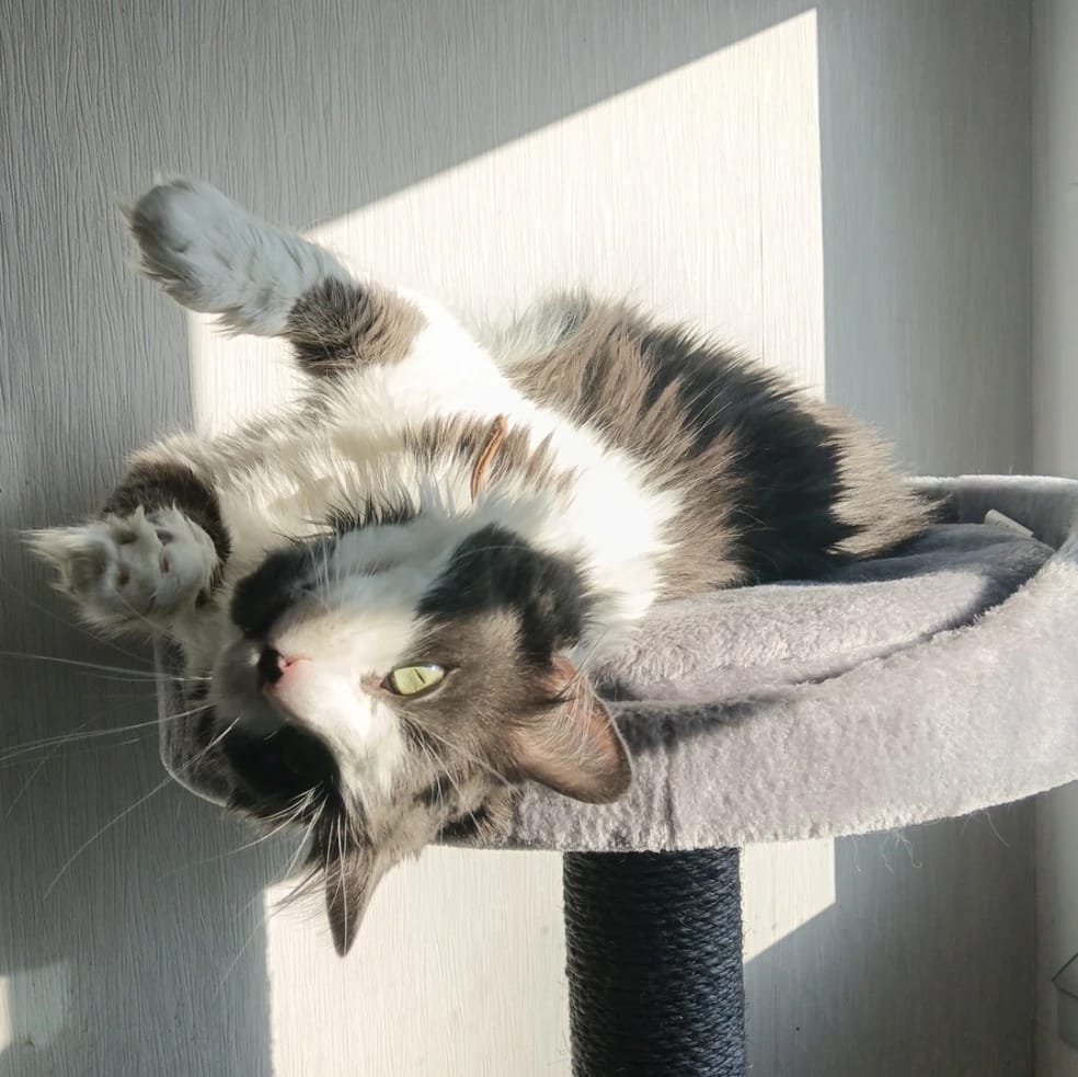 Suki