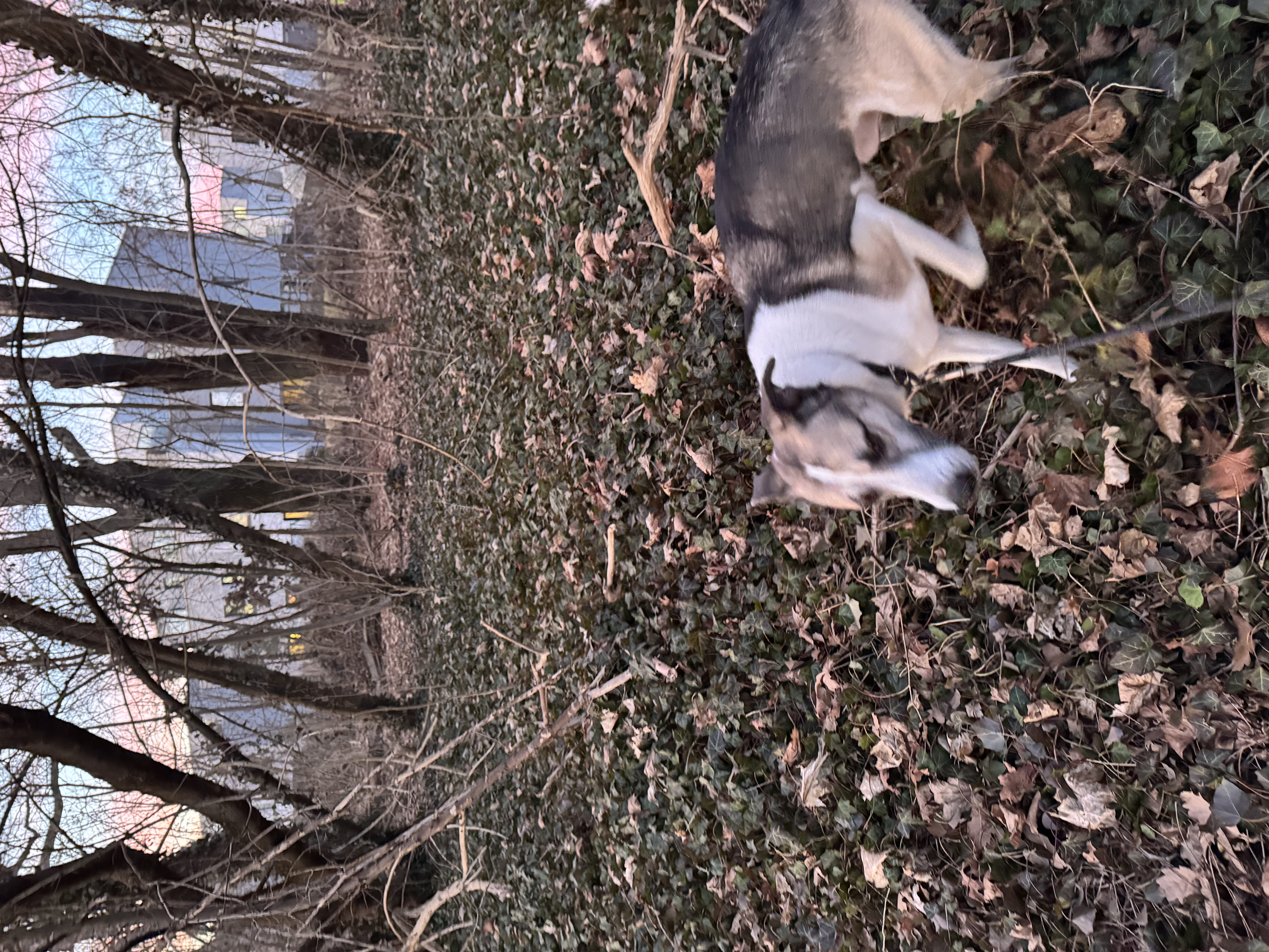 image-9
