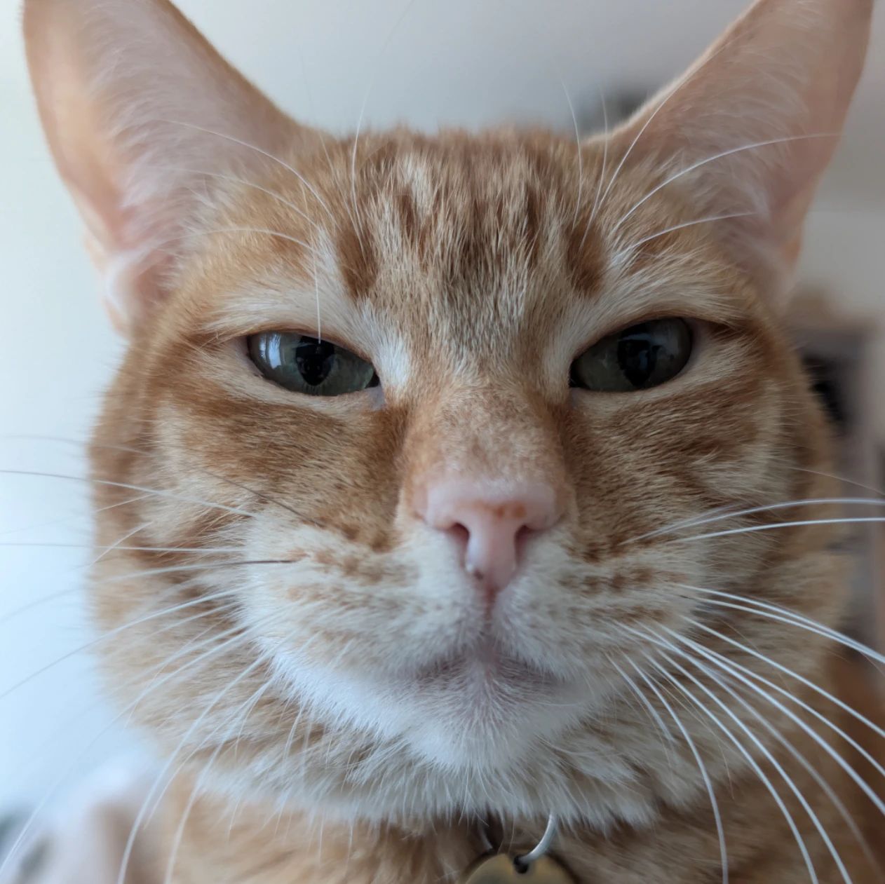 Mimi