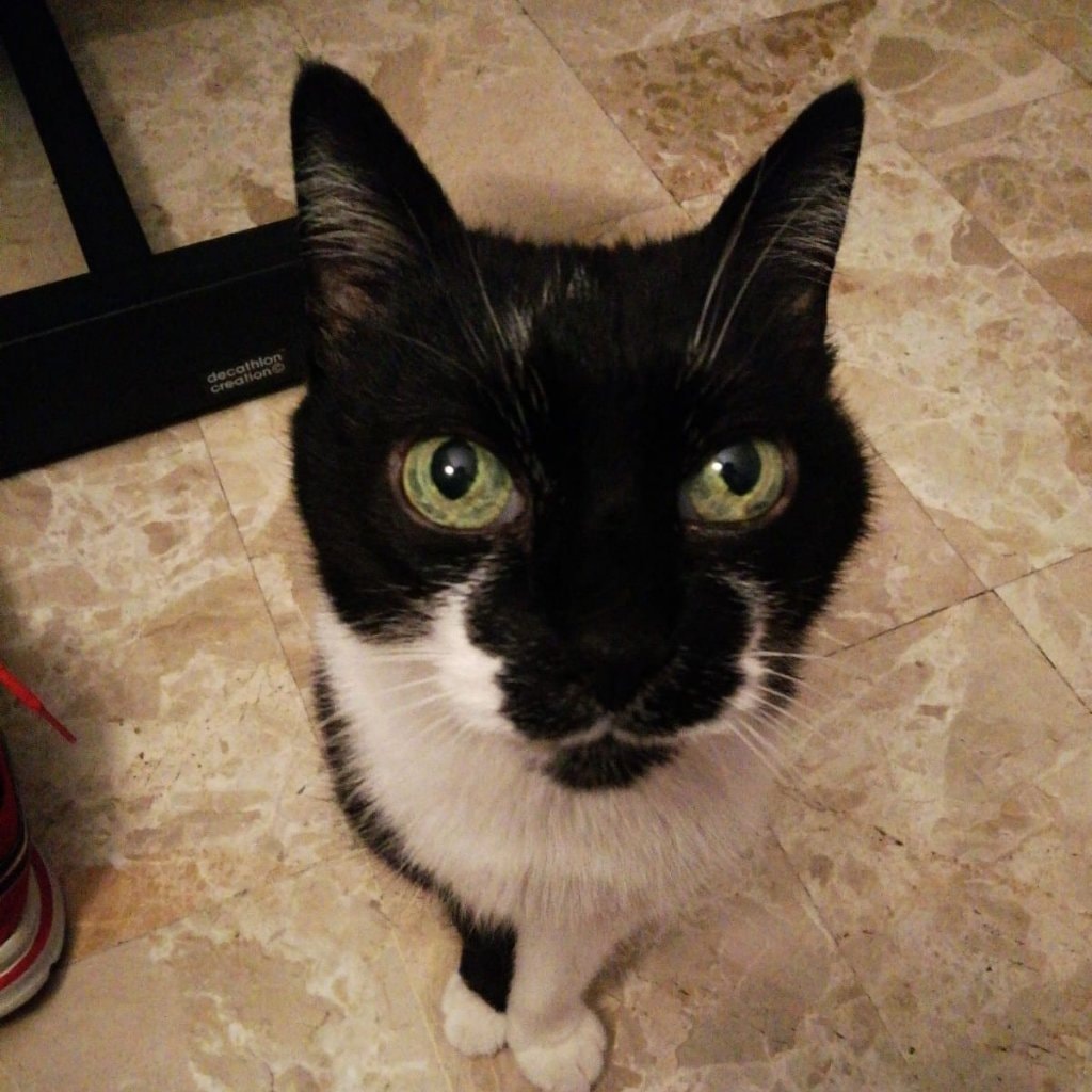 Minou
