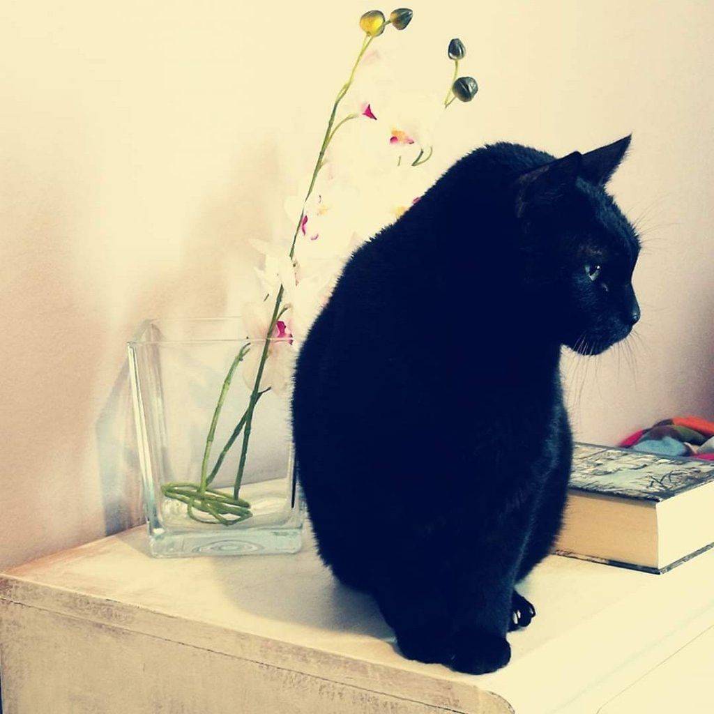 Romeo
