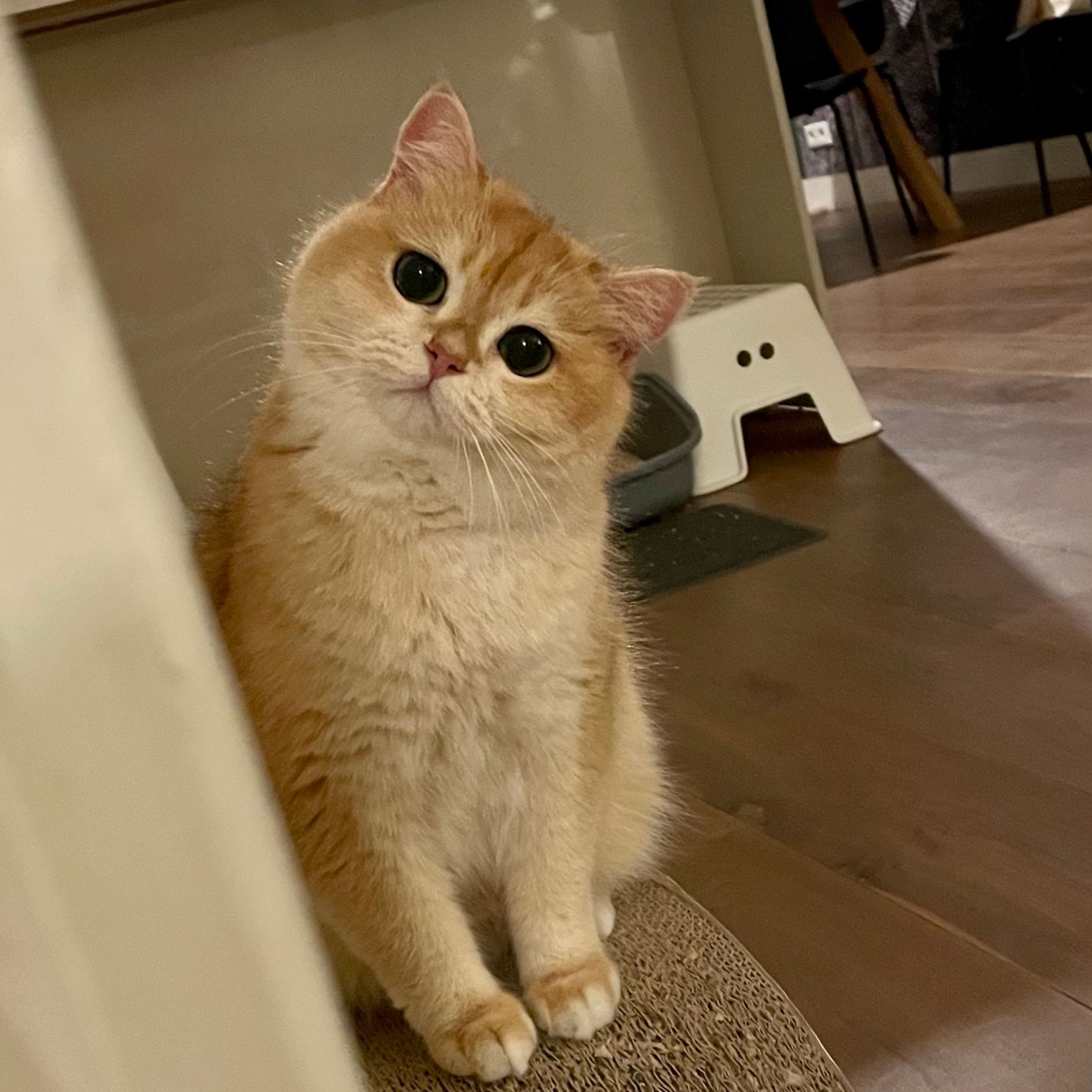 Bobo