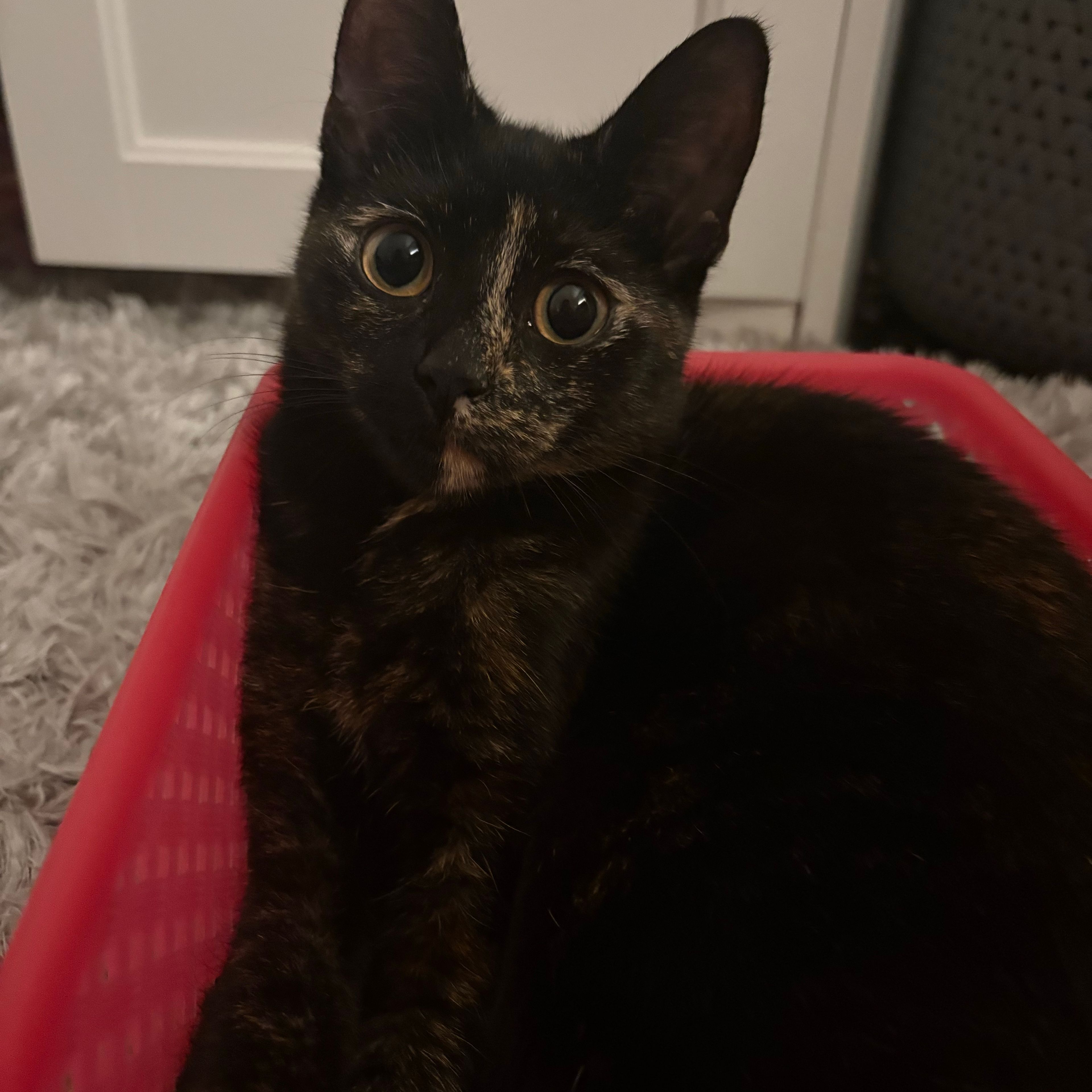 Mimi