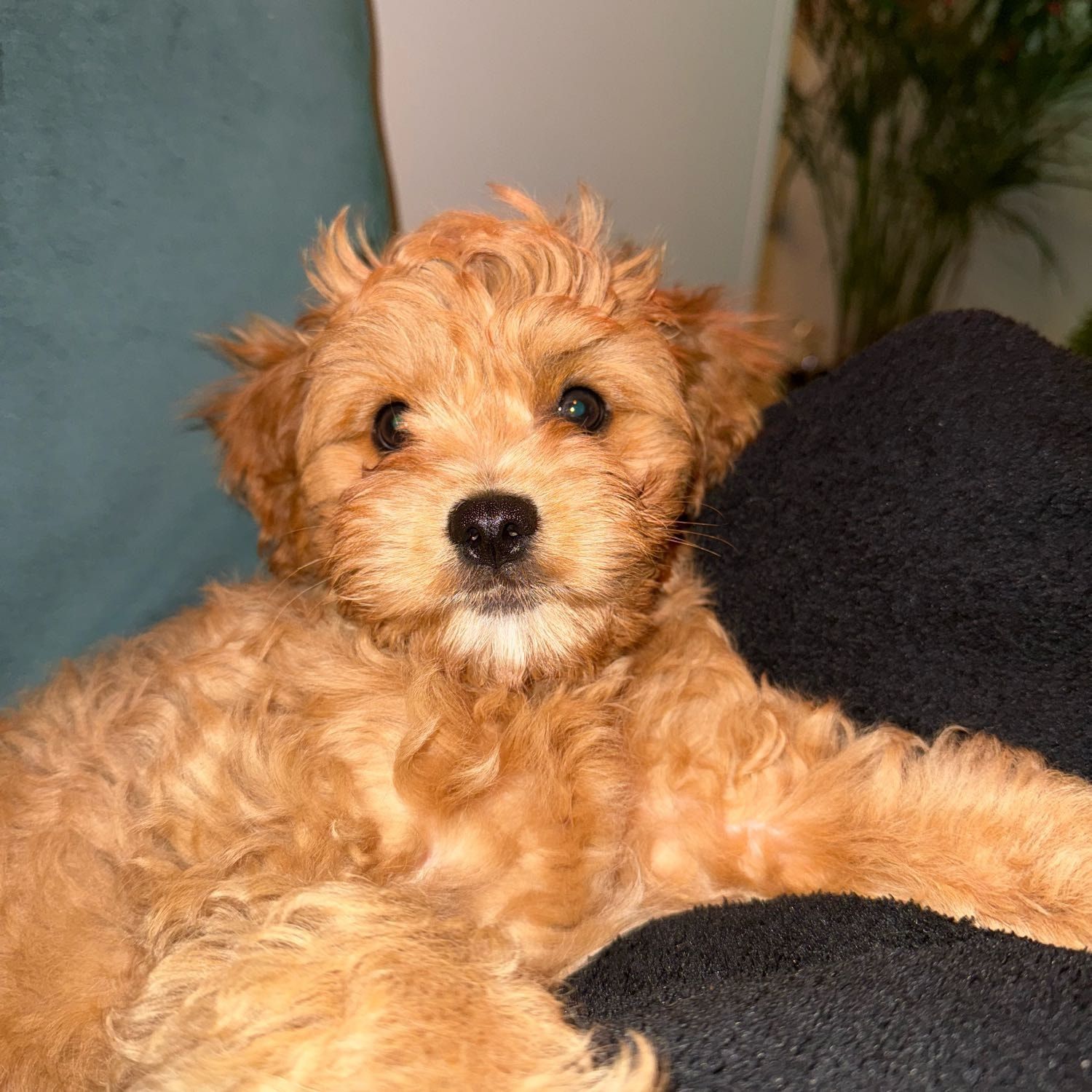 Alfie