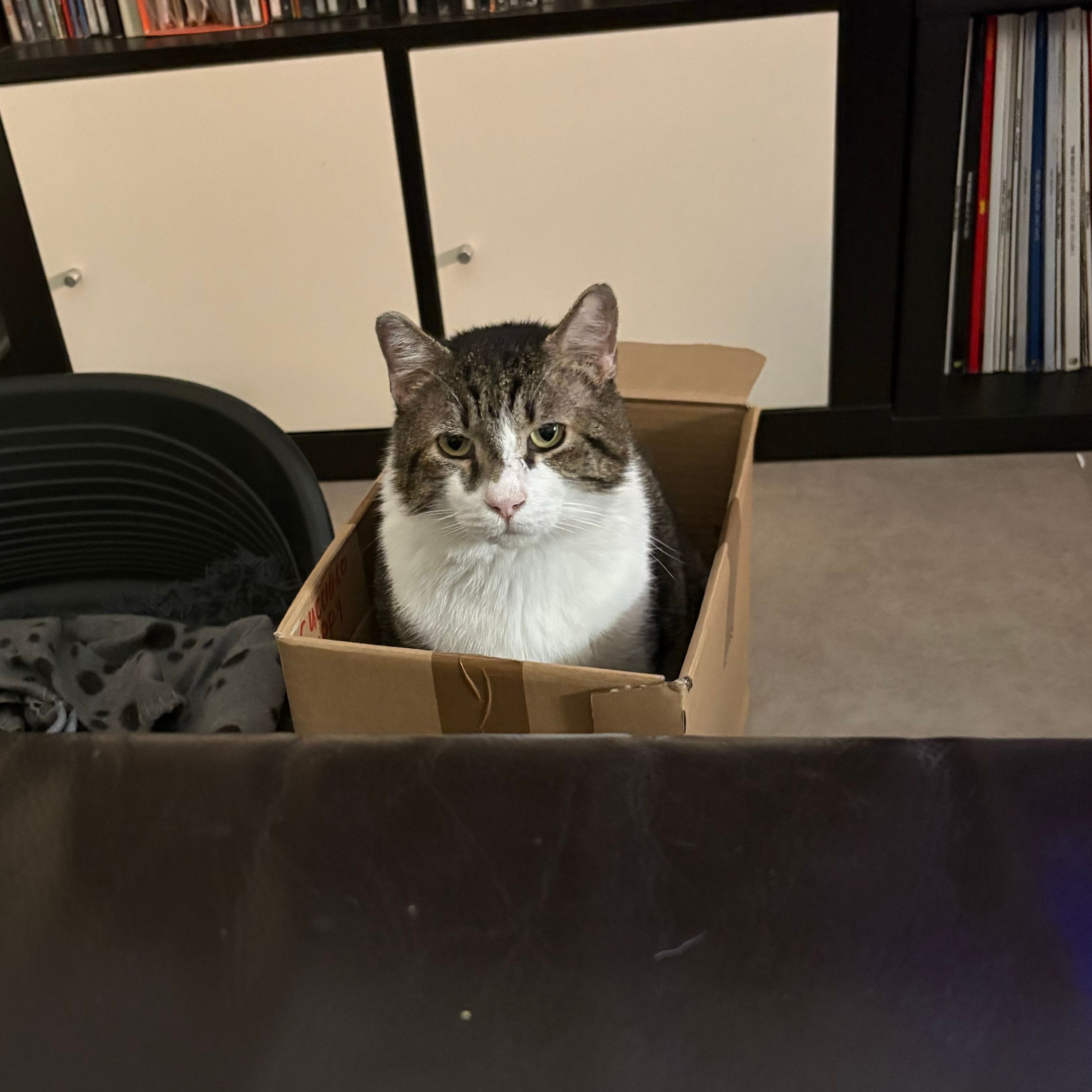 Milo