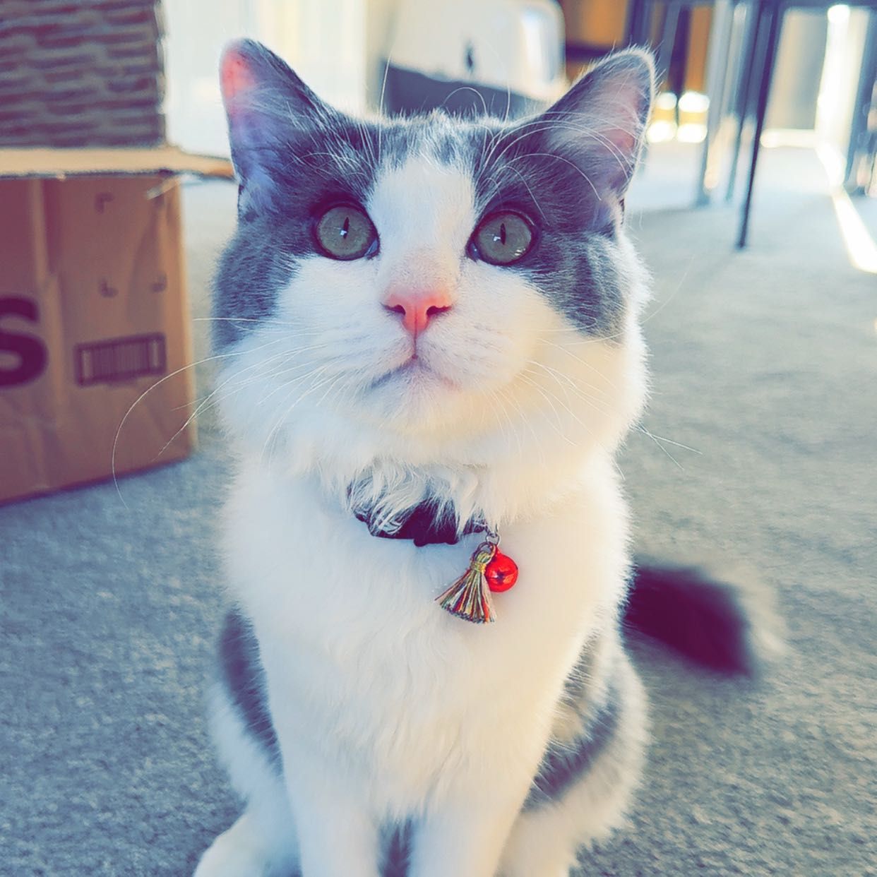 NIMBUS