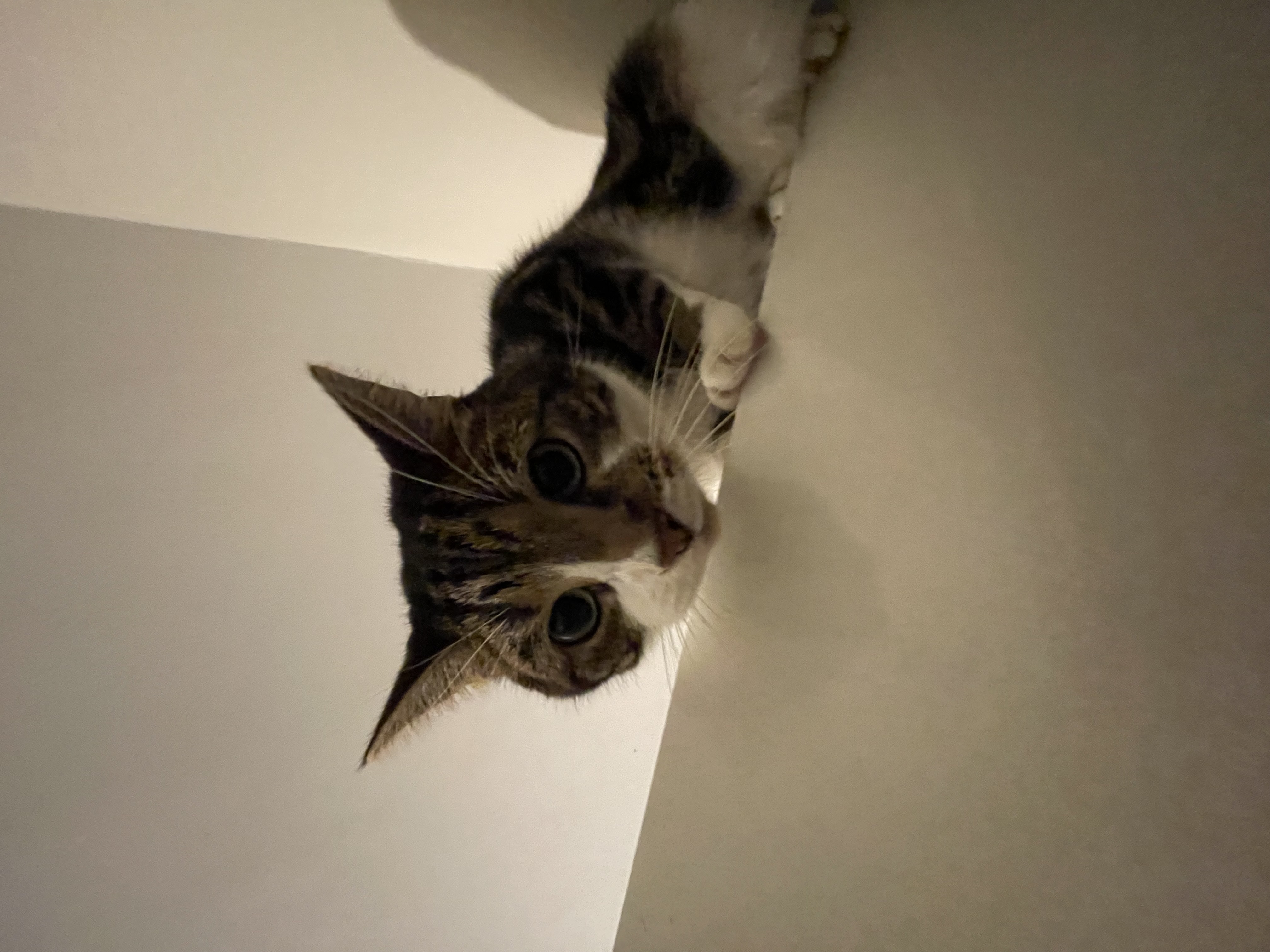 image-7