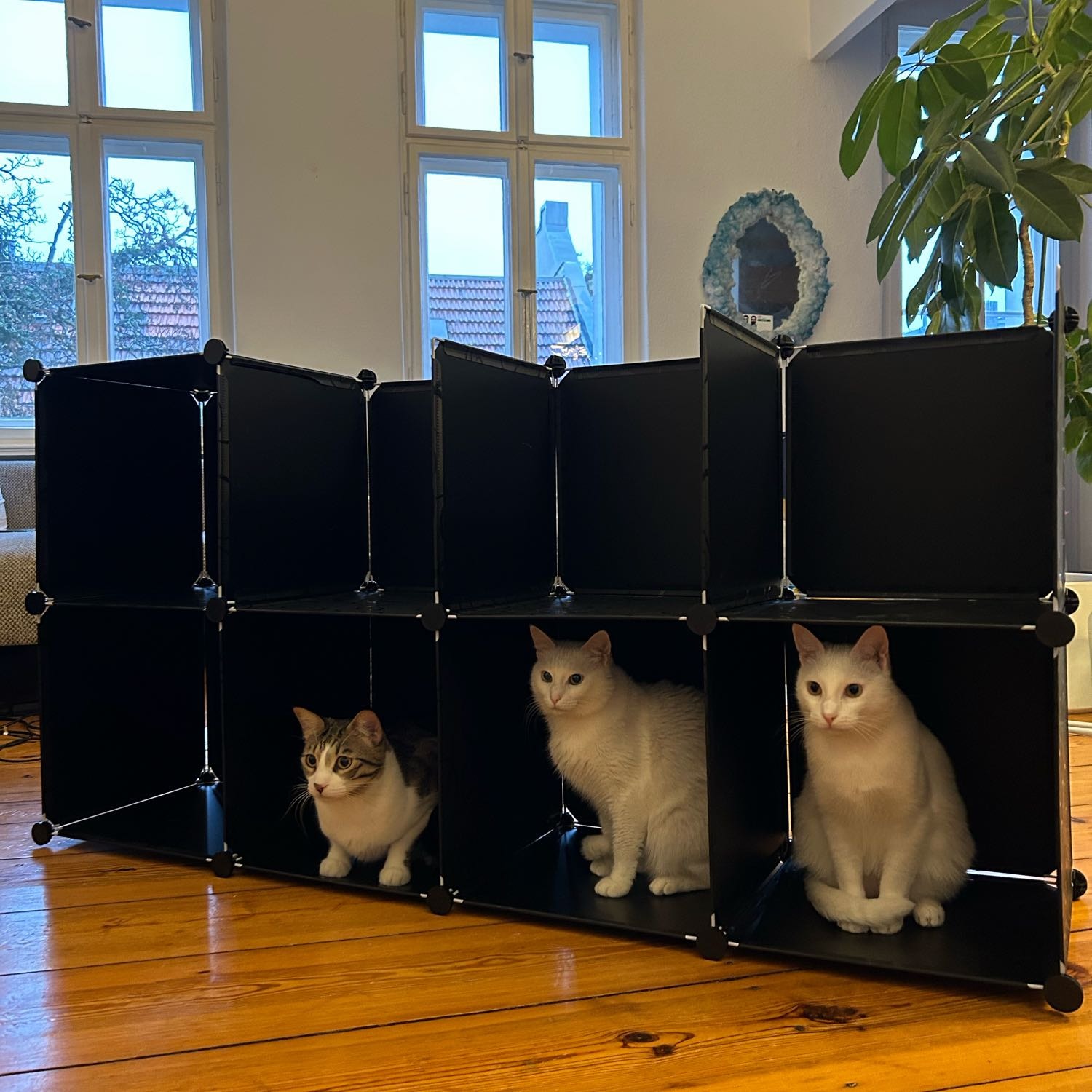 Yoda - Ercis - Gevas