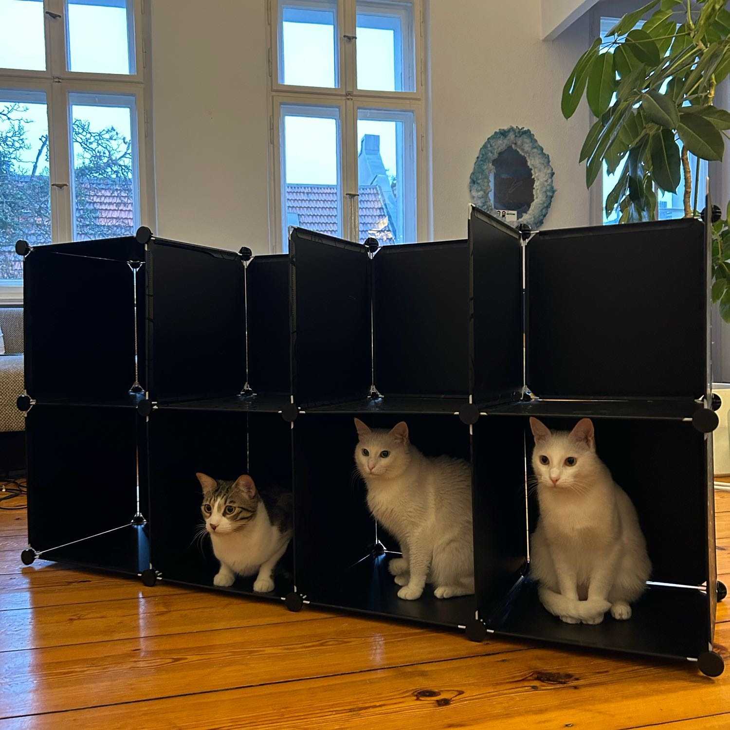 Yoda - Ercis - Gevas