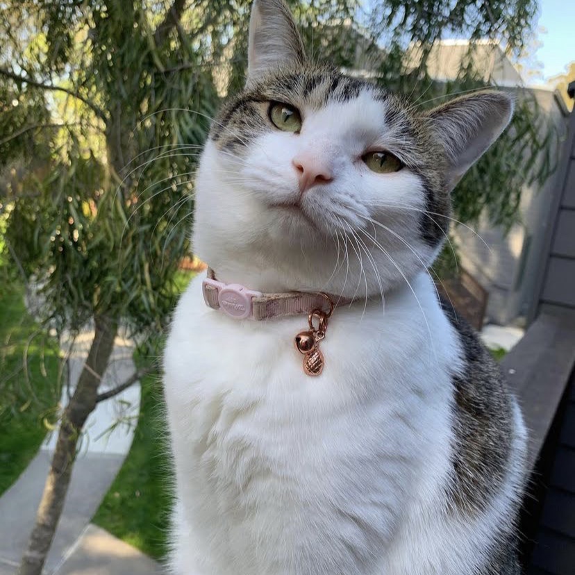 Cati Cati