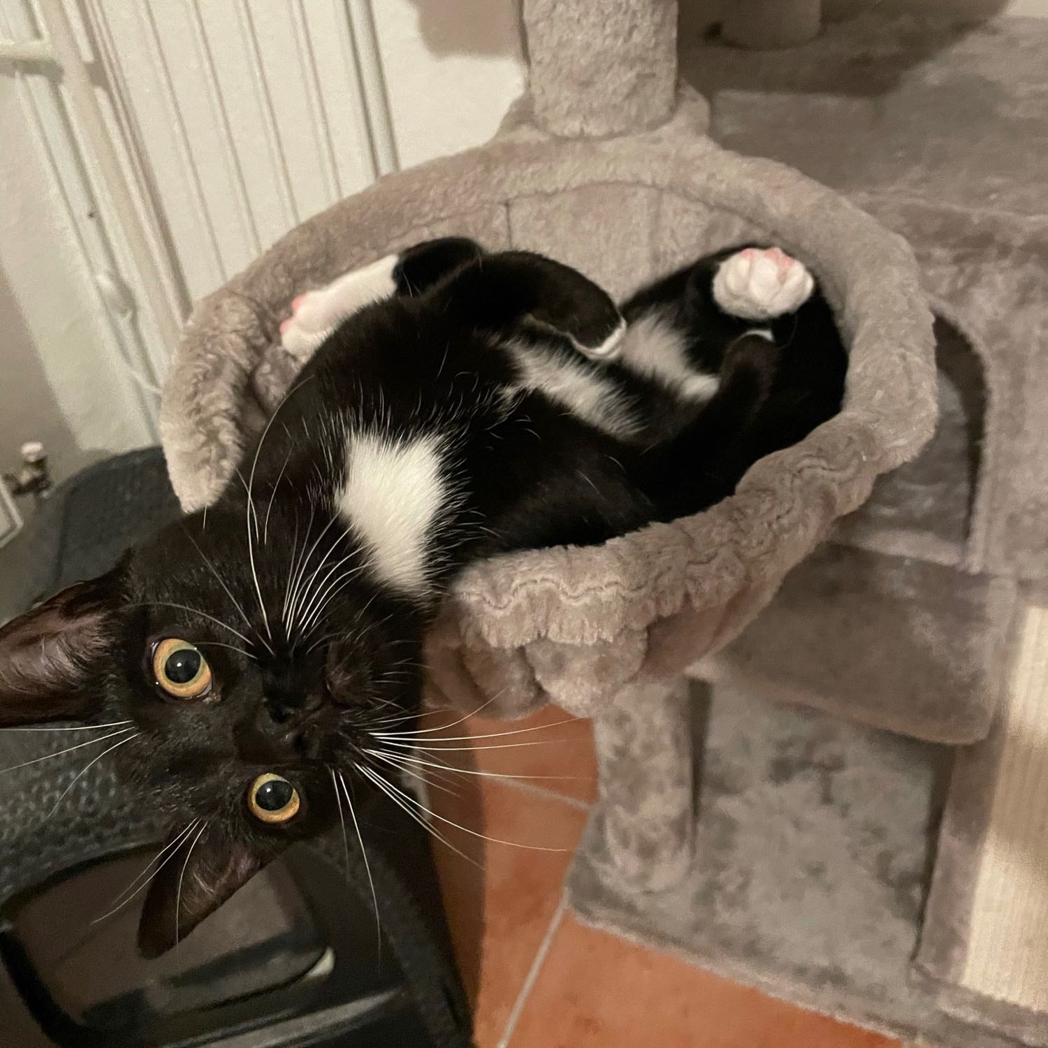 Lilli