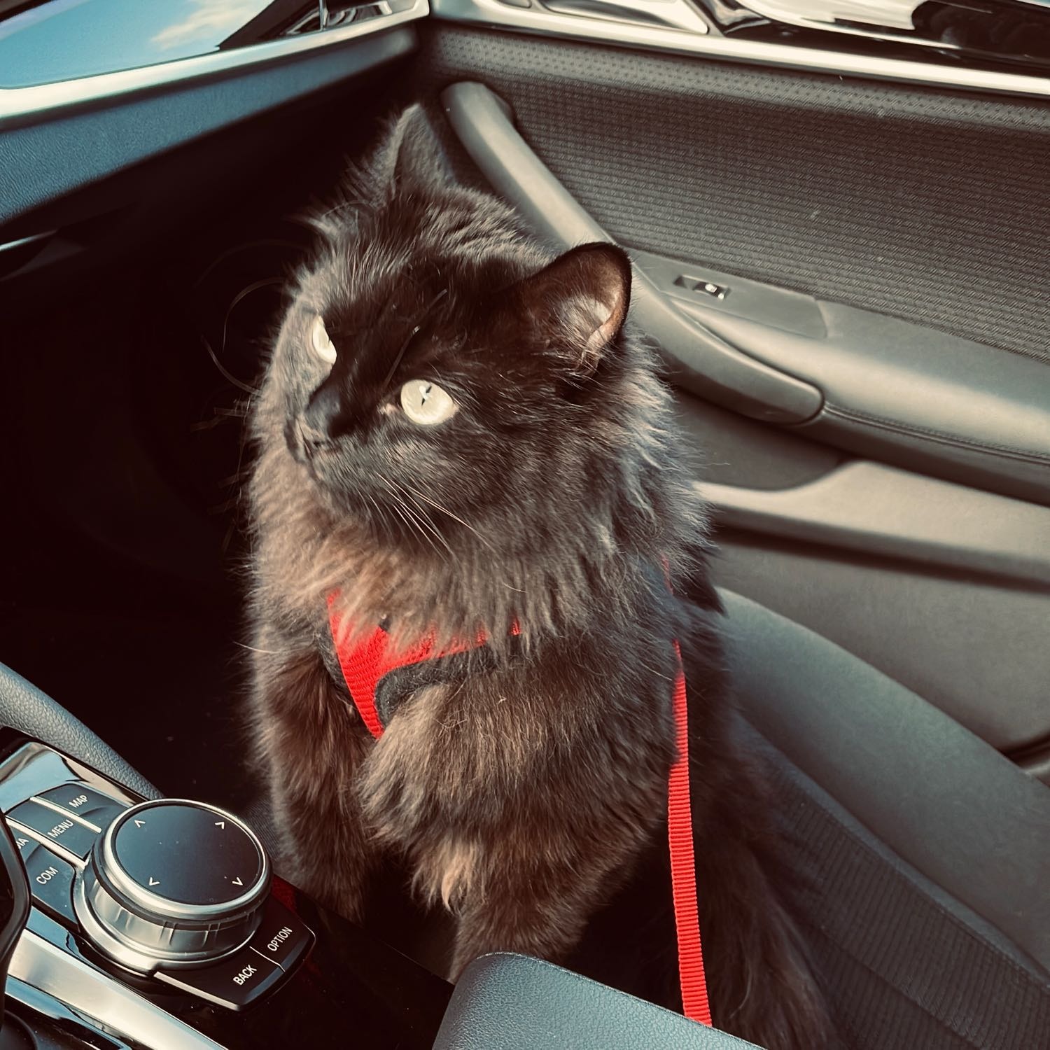 Nala